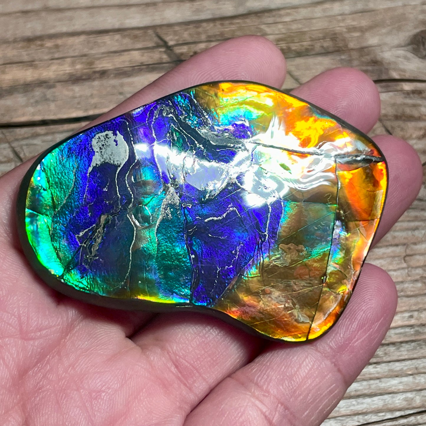 Ultra Bright Polished Rainbow Ammolite Display Specimen Ammonite Fossil TSD#1076