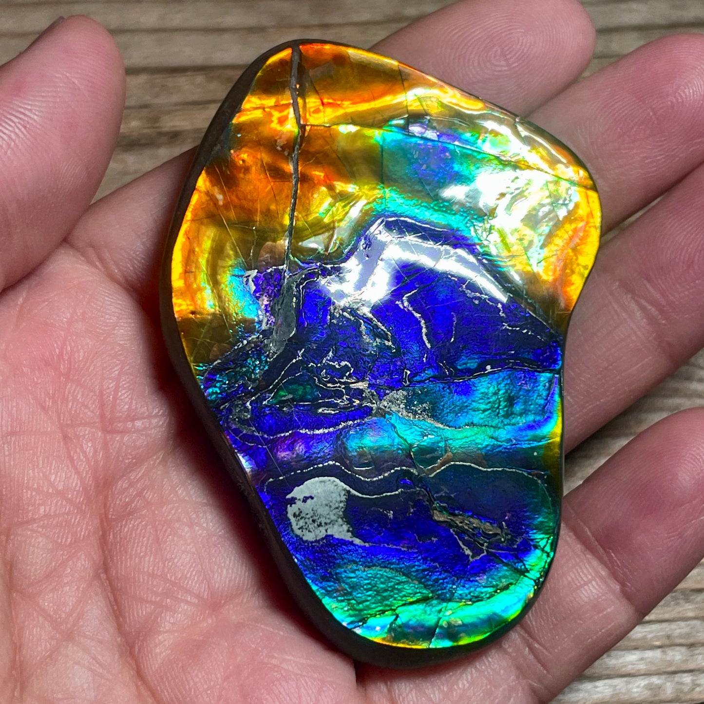 Ultra Bright Polished Rainbow Ammolite Display Specimen Ammonite Fossil TSD#1076