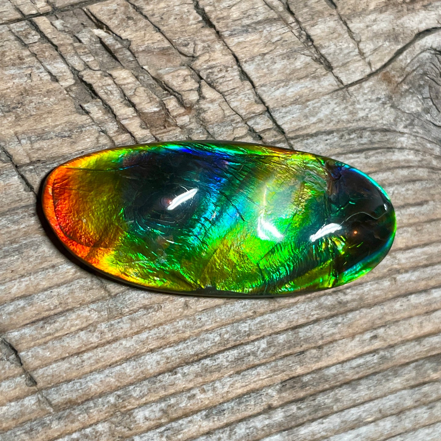 Polished Multicoloured Ammolite Cabochon with 2 horns, dragon balls, Feng Shui (Copy)