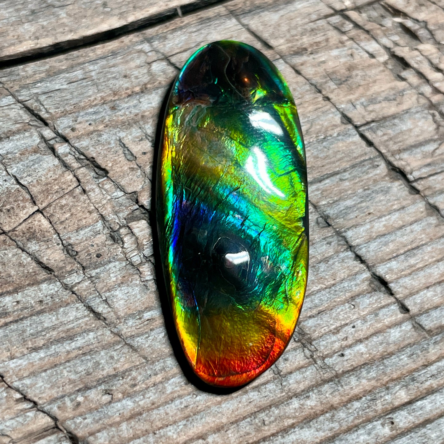 Polished Multicoloured Ammolite Cabochon with 2 horns, dragon balls, Feng Shui (Copy)