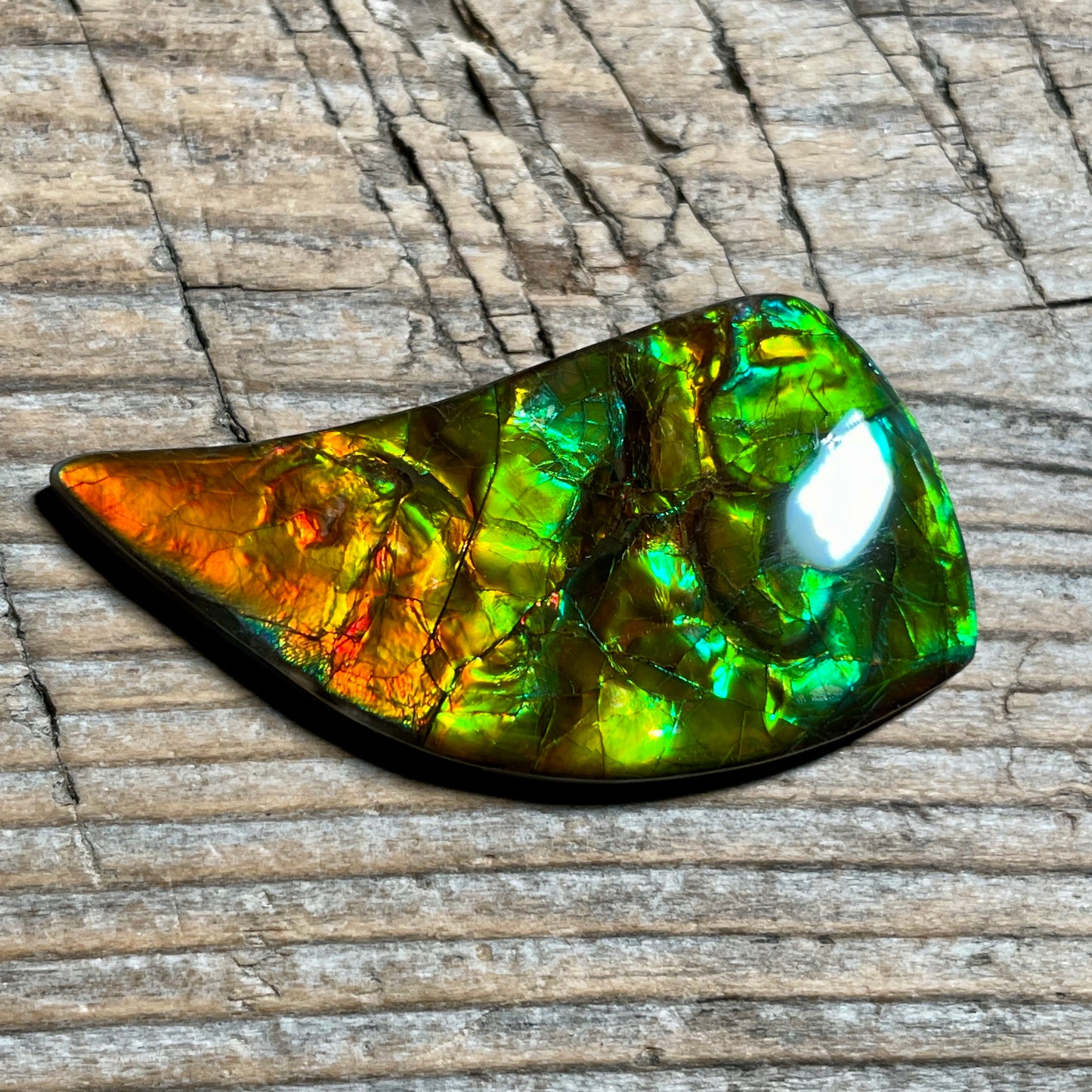 Bright Ammolite Cabochon, Genuine Canadian Ammonite Fossil Jewelry