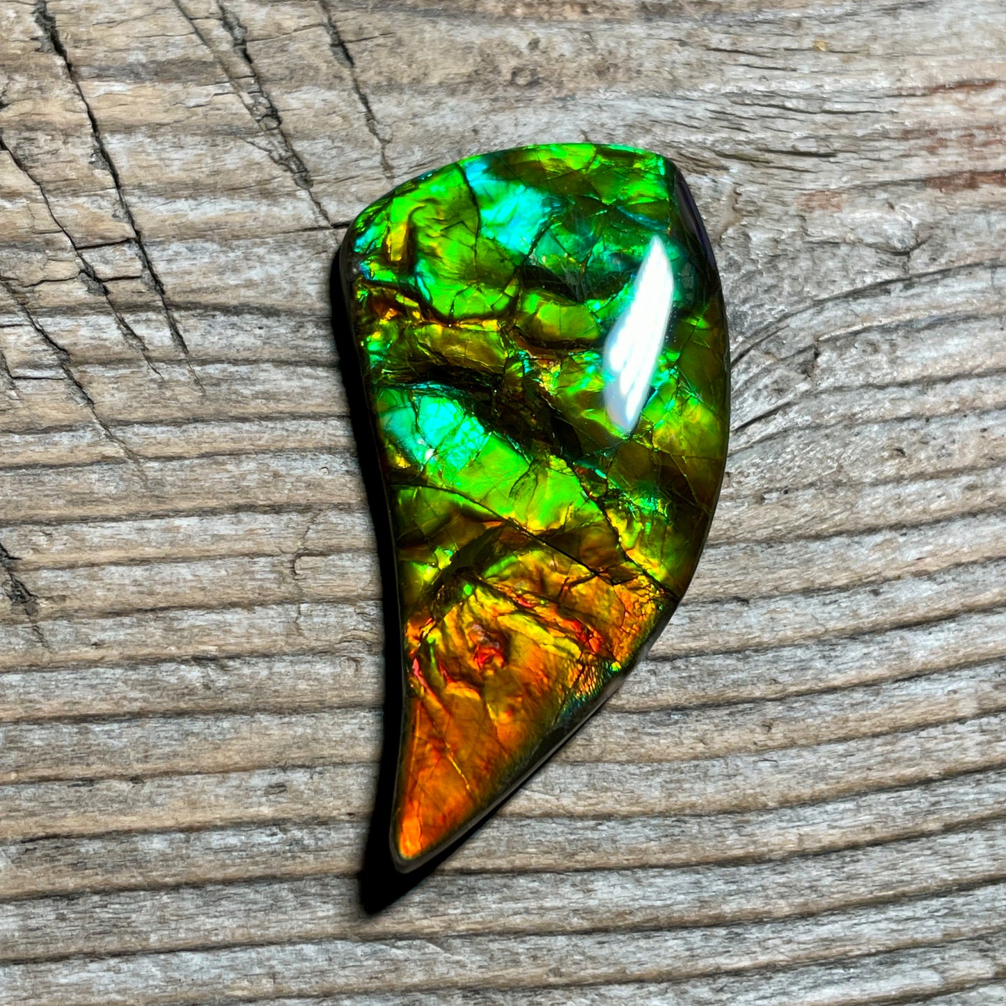 Bright Ammolite Cabochon, Genuine Canadian Ammonite Fossil Jewelry