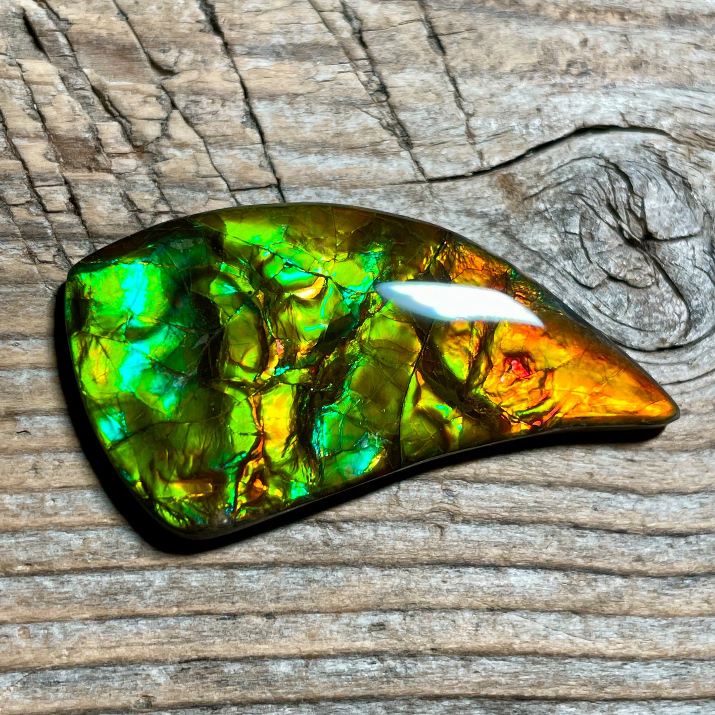 Bright Ammolite Cabochon, Genuine Canadian Ammonite Fossil Jewelry