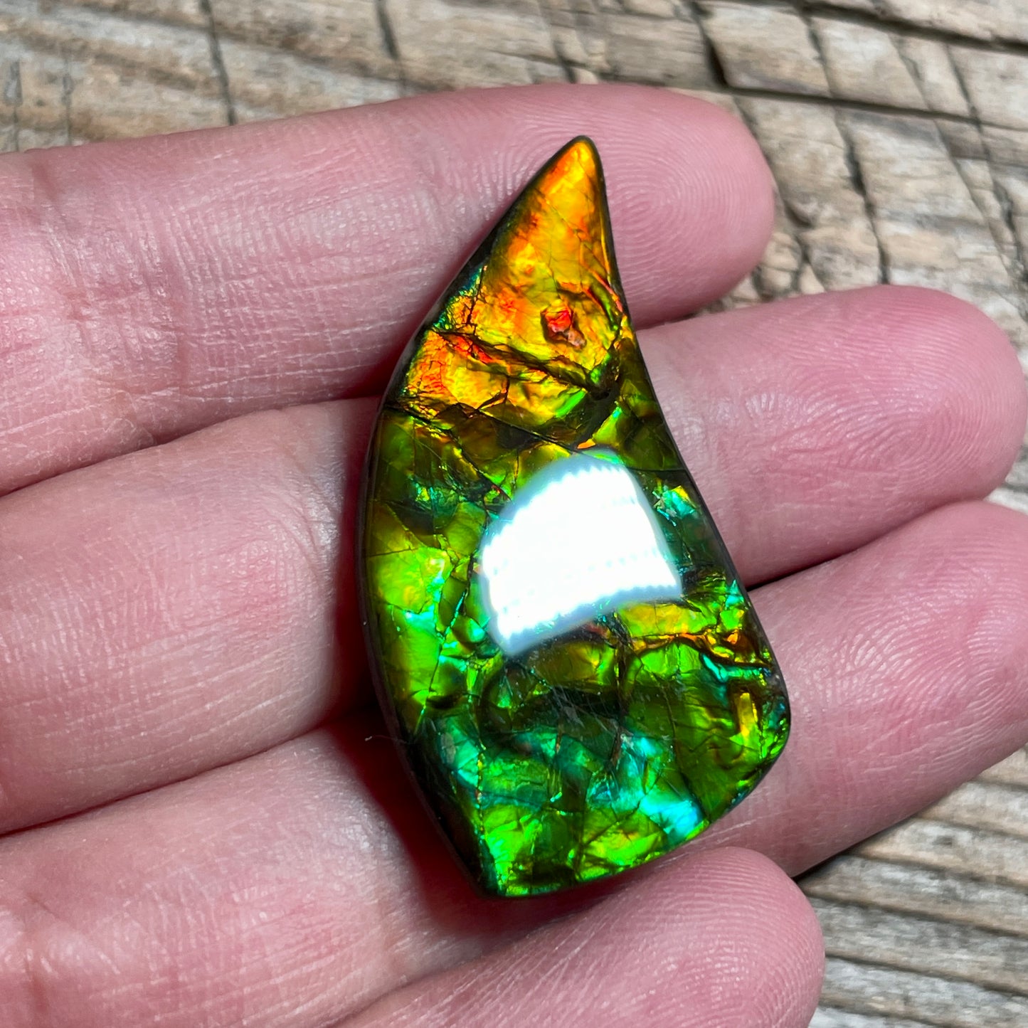 Bright Ammolite Cabochon, Genuine Canadian Ammonite Fossil Jewelry