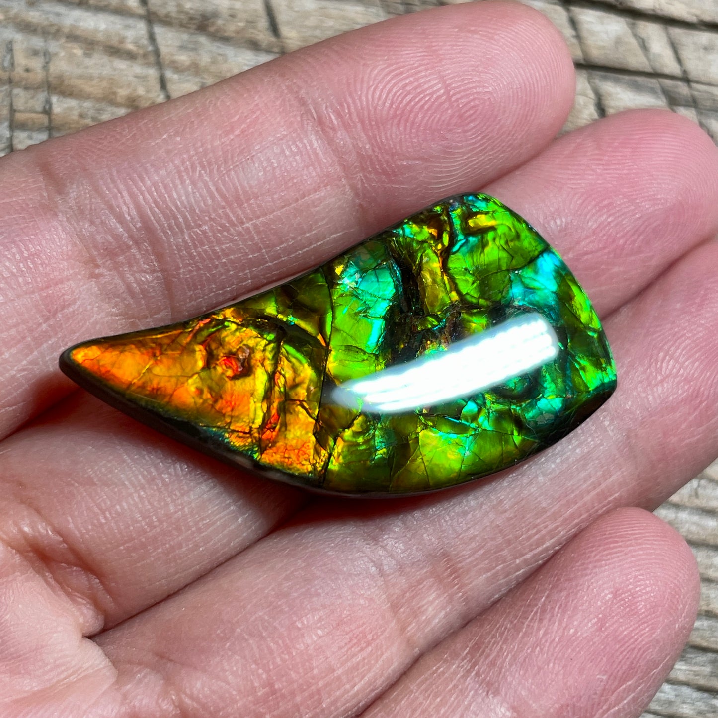 Bright Ammolite Cabochon, Genuine Canadian Ammonite Fossil Jewelry