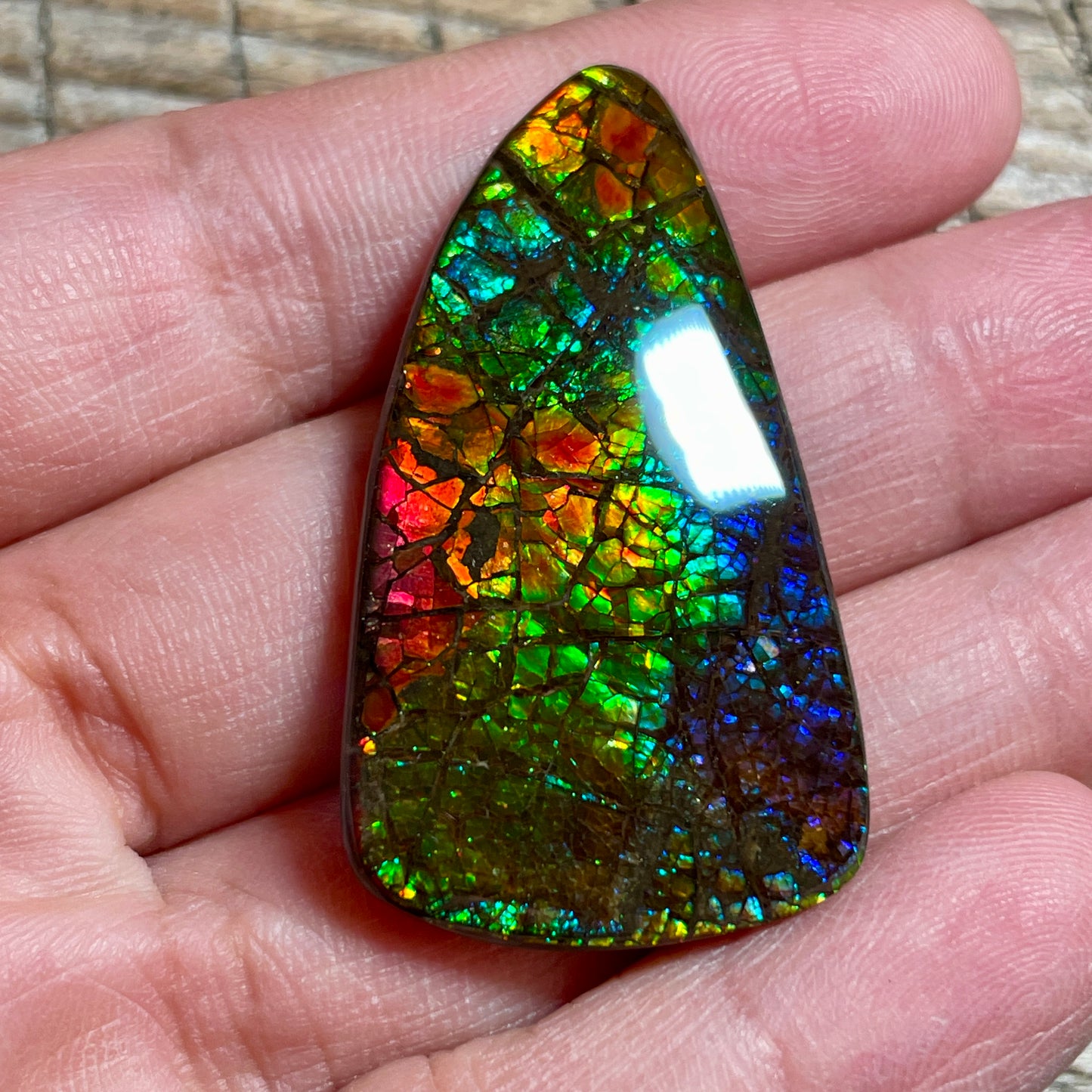 Rainbow Ammolite Gemstone, Freeform Cabochon, Dragon Skin Pattern