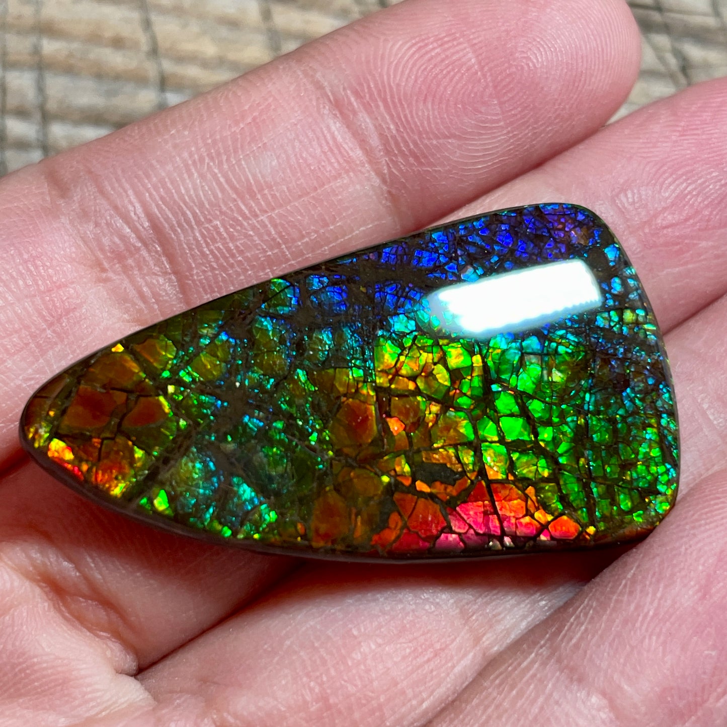 Rainbow Ammolite Gemstone, Freeform Cabochon, Dragon Skin Pattern