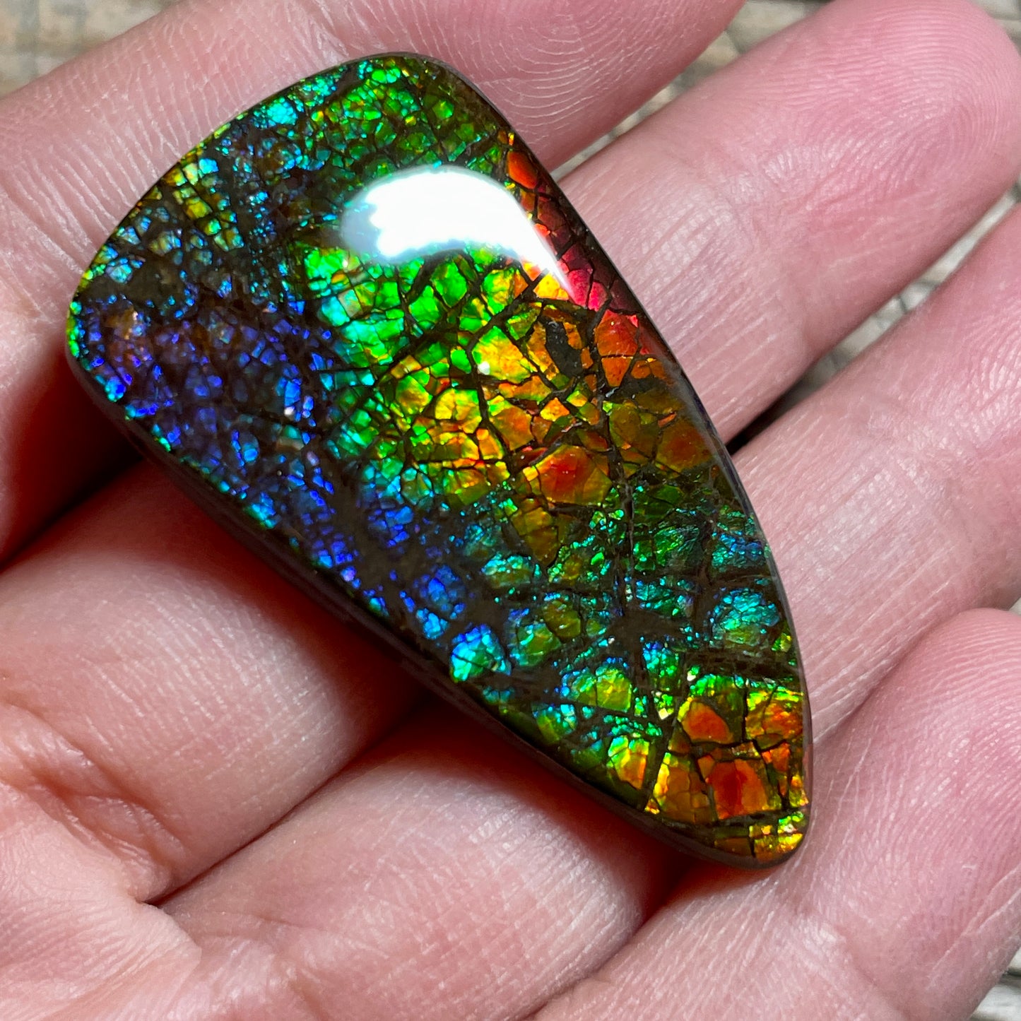 Rainbow Ammolite Gemstone, Freeform Cabochon, Dragon Skin Pattern