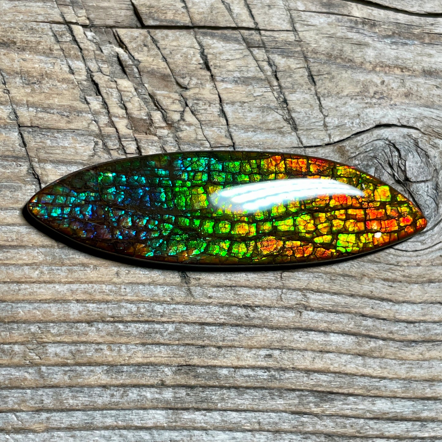 Rainbow Ammolite Gemstone, Freeform Cabochon, Dragon Skin Pattern