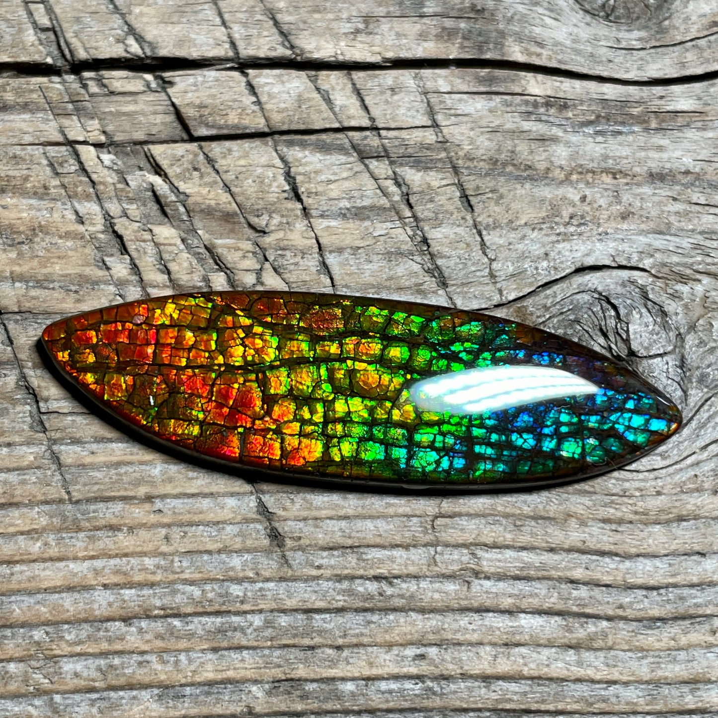 Rainbow Ammolite Gemstone, Freeform Cabochon, Dragon Skin Pattern