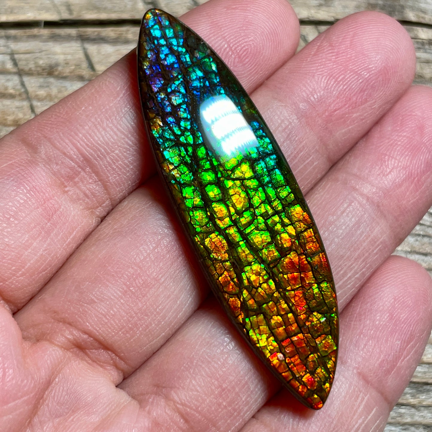 Rainbow Ammolite Gemstone, Freeform Cabochon, Dragon Skin Pattern