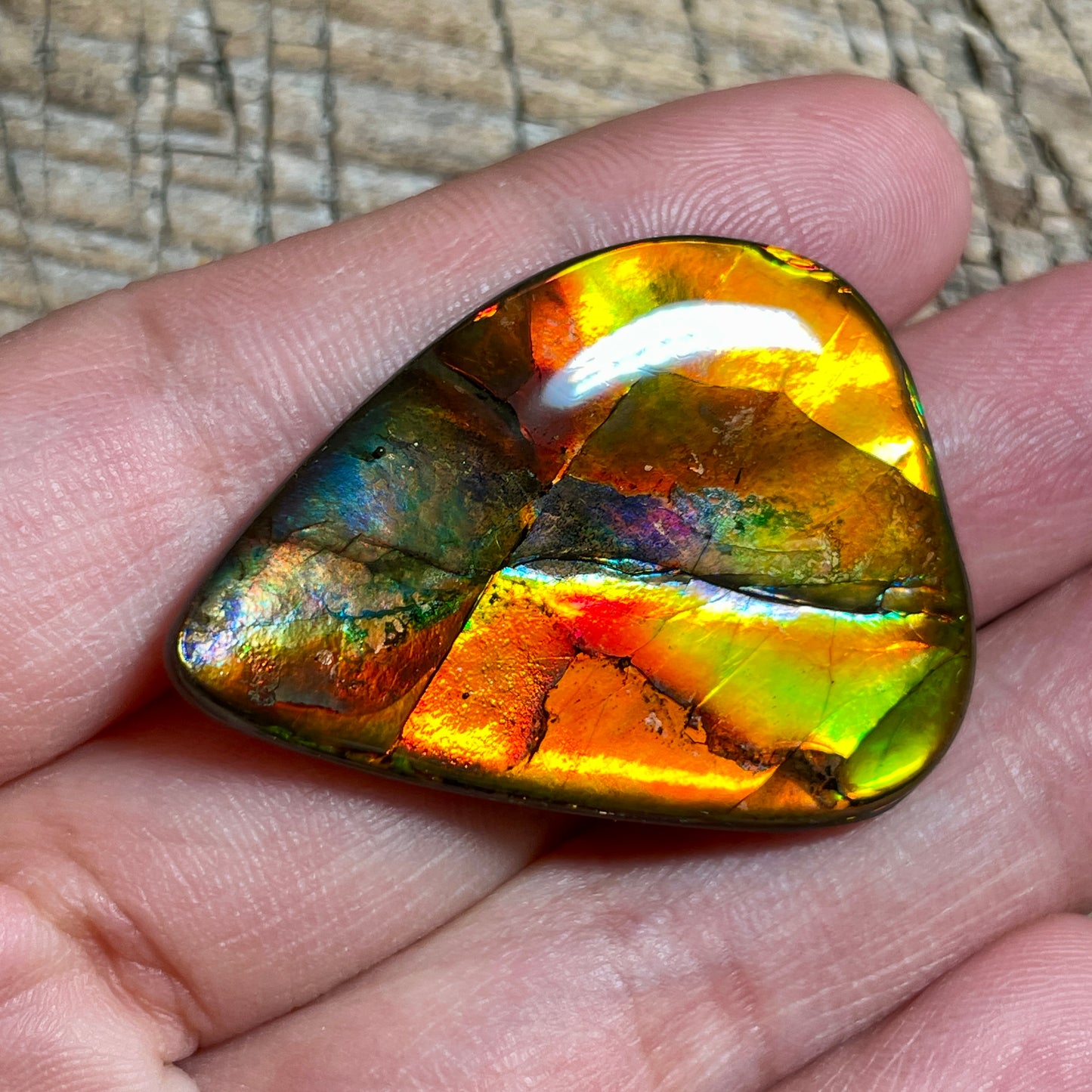 Multicoloured Pink Ammolite Gemstone, Freeform Cabochon, Canadian Ammonite Fossil