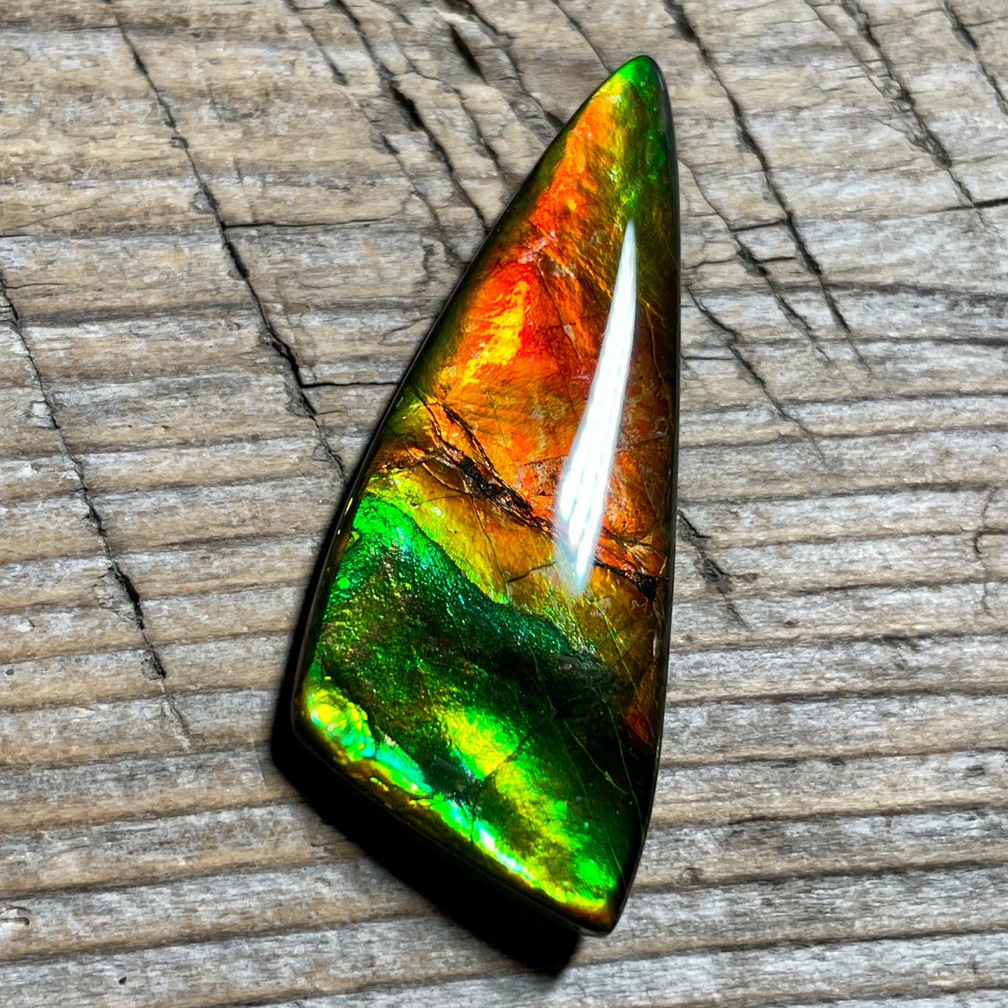 Green Red  Ammolite Gemstone Cabochon Freeform Canadian Ammonite Fossil