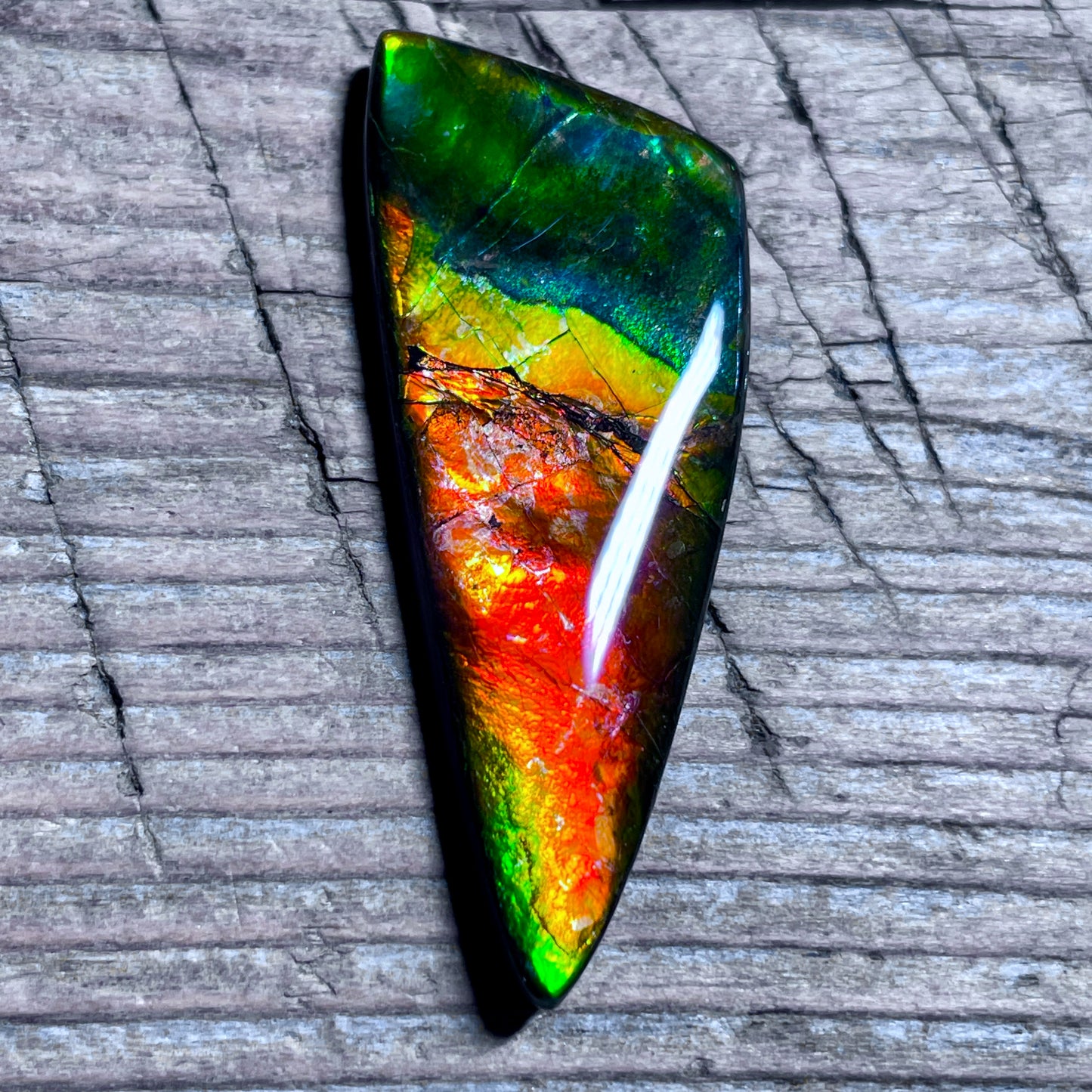 Green Red  Ammolite Gemstone Cabochon Freeform Canadian Ammonite Fossil