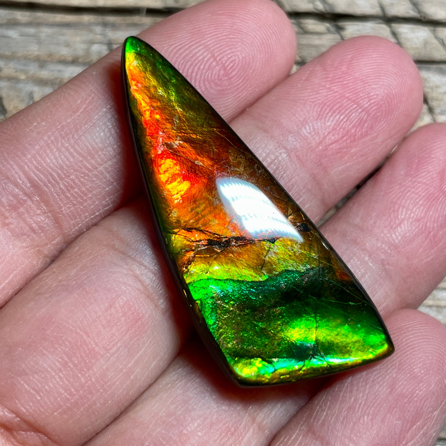 Green Red  Ammolite Gemstone Cabochon Freeform Canadian Ammonite Fossil