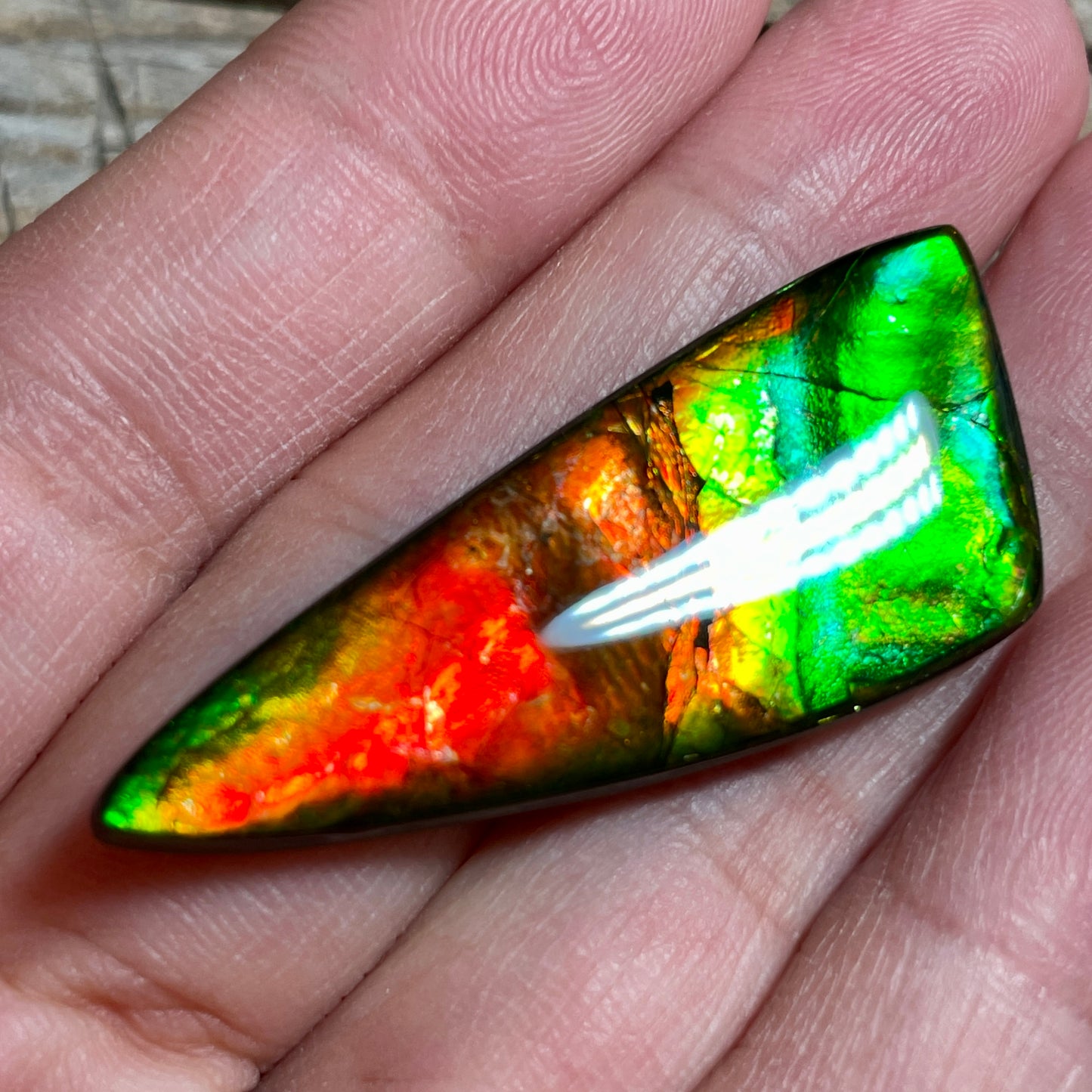 Green Red  Ammolite Gemstone Cabochon Freeform Canadian Ammonite Fossil