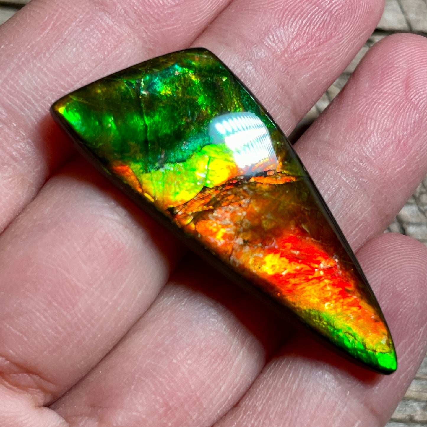 Green Red  Ammolite Gemstone Cabochon Freeform Canadian Ammonite Fossil