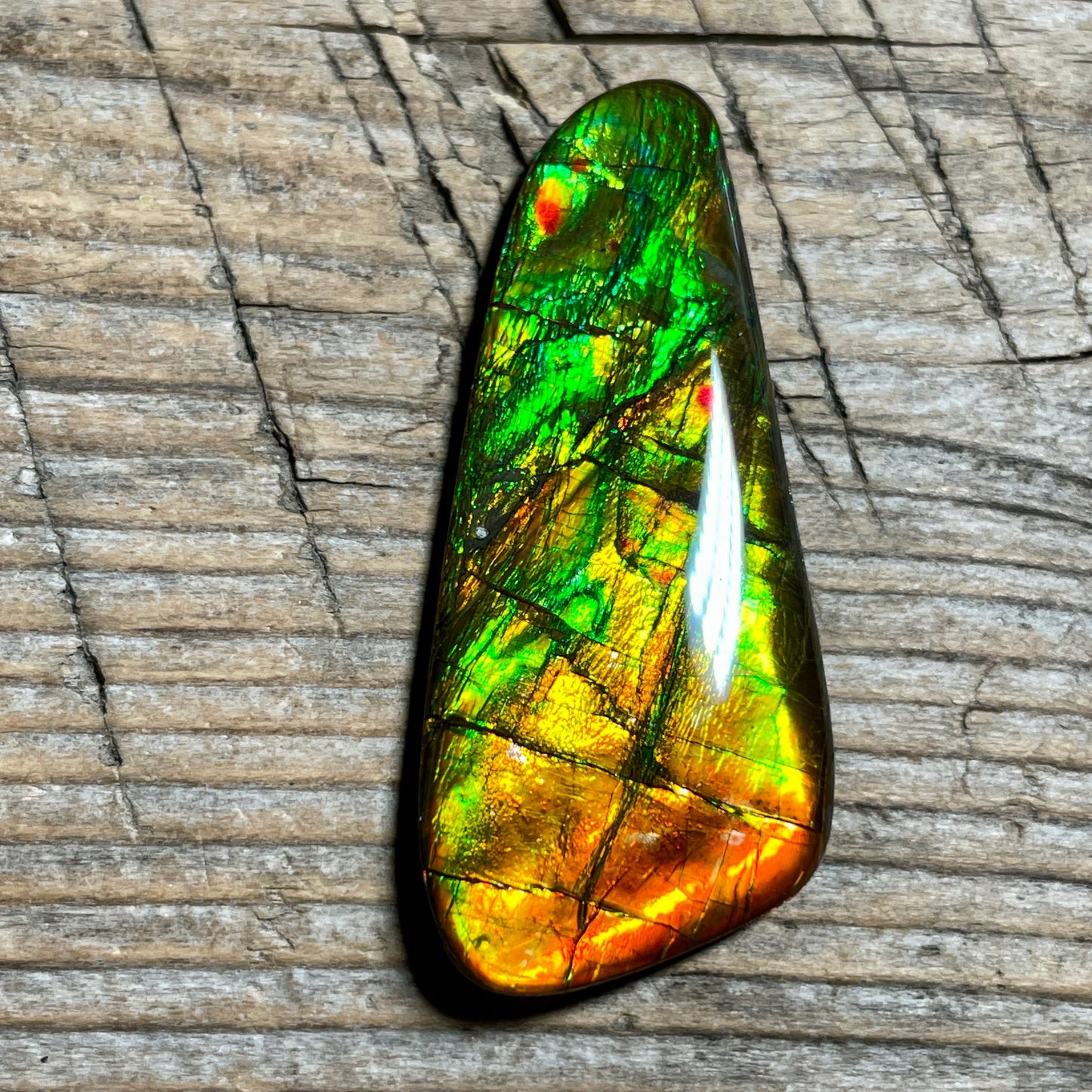 Bright Ammolite Cabochon, Genuine Canadian Ammonite Fossil Jewelry