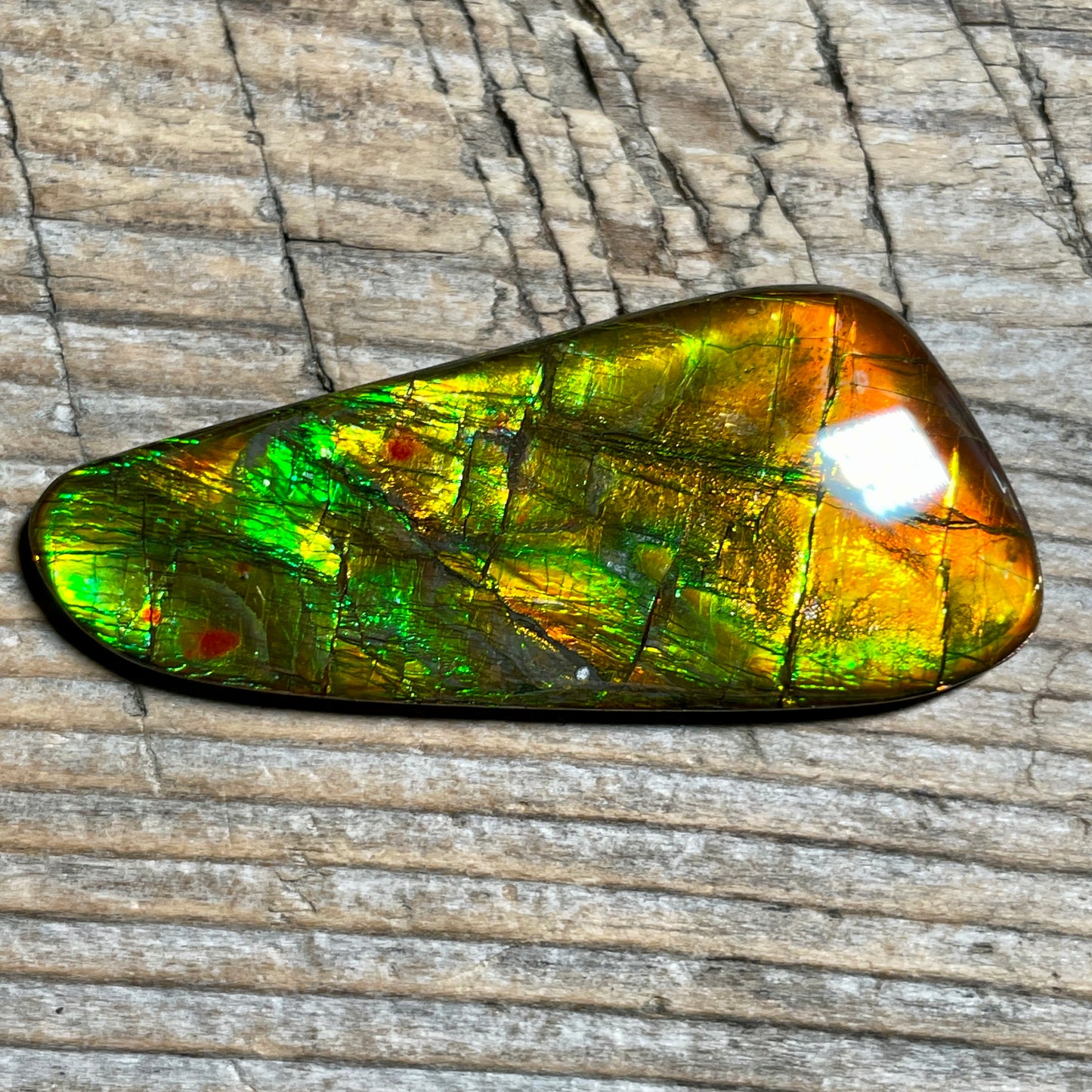 Bright Ammolite Cabochon, Genuine Canadian Ammonite Fossil Jewelry