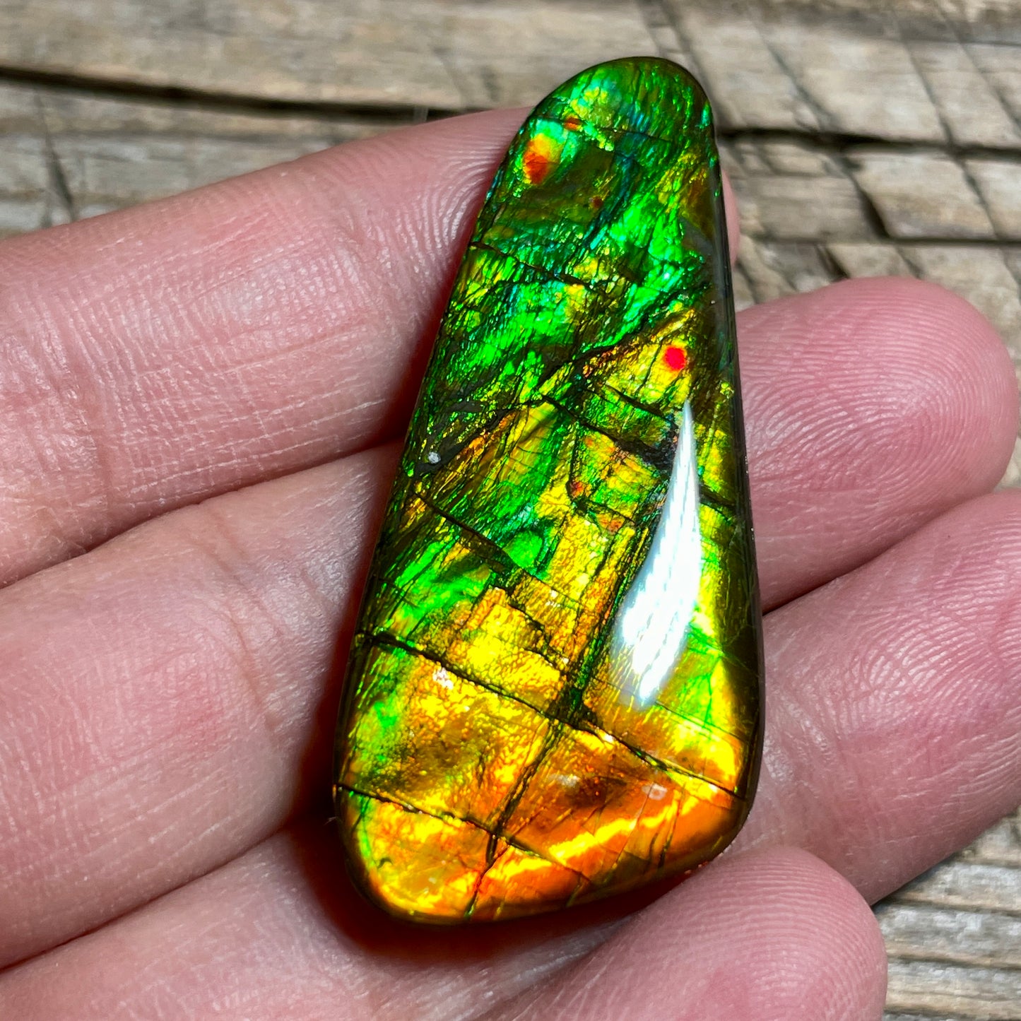 Bright Ammolite Cabochon, Genuine Canadian Ammonite Fossil Jewelry