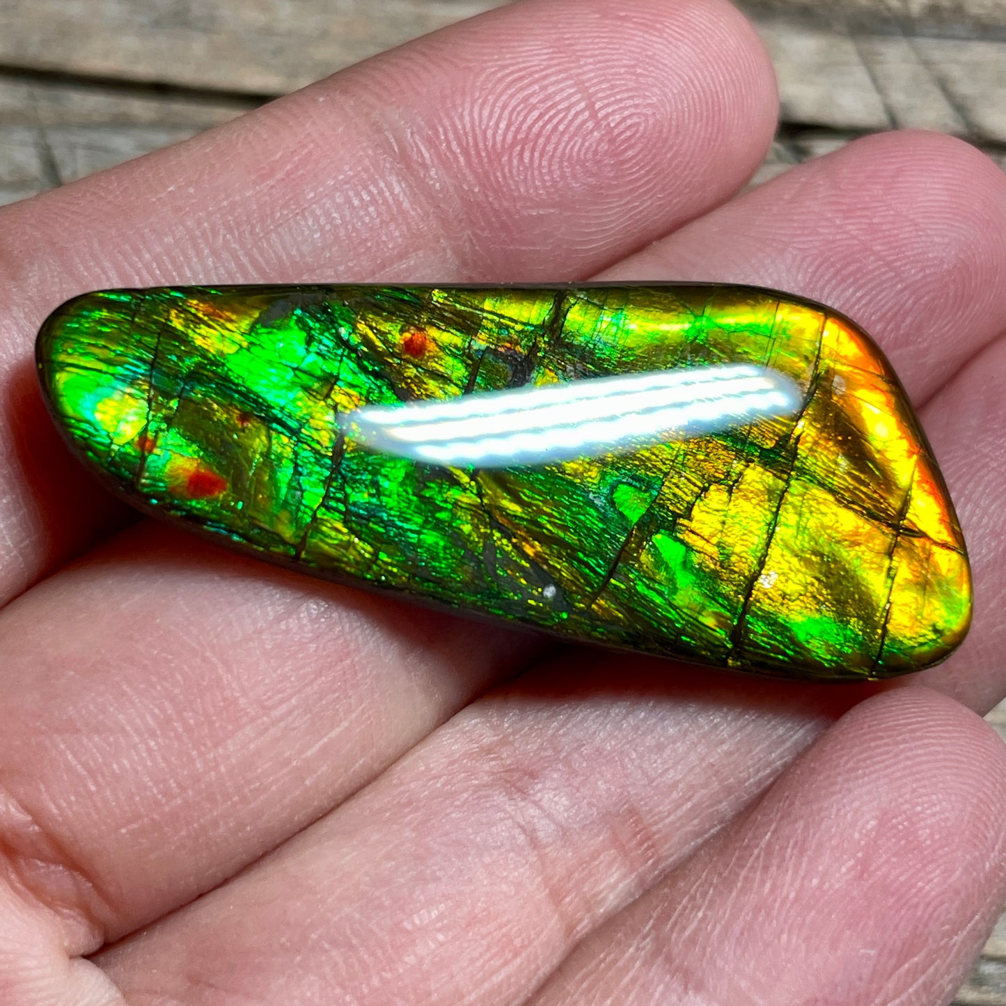 Bright Ammolite Cabochon, Genuine Canadian Ammonite Fossil Jewelry