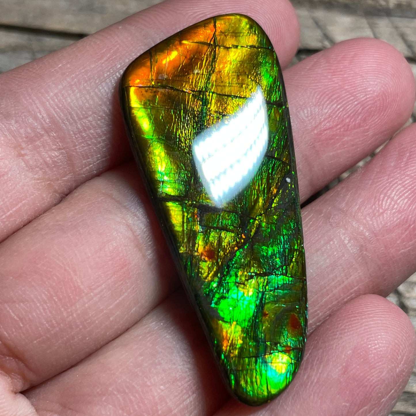 Bright Ammolite Cabochon, Genuine Canadian Ammonite Fossil Jewelry