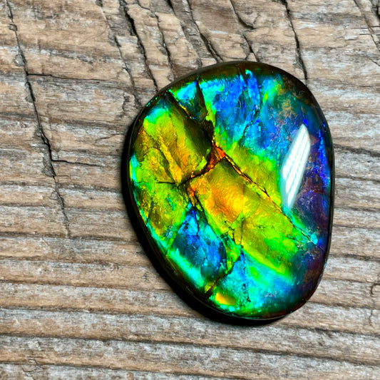 Multicoloured Blue Ammolite Gemstone Cabochon Freeform Canadian Ammonite Fossil