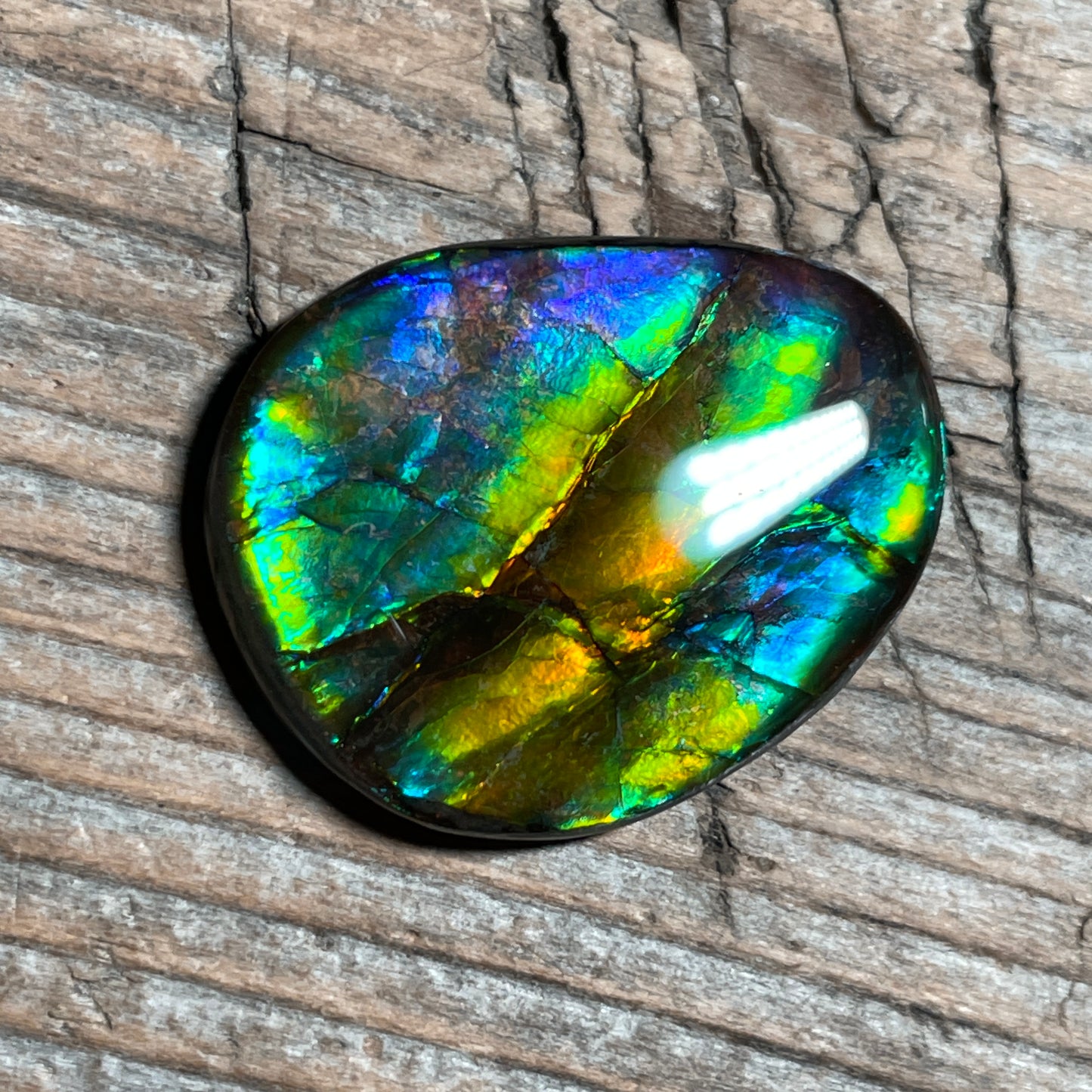 Multicoloured Blue Ammolite Gemstone Cabochon Freeform Canadian Ammonite Fossil