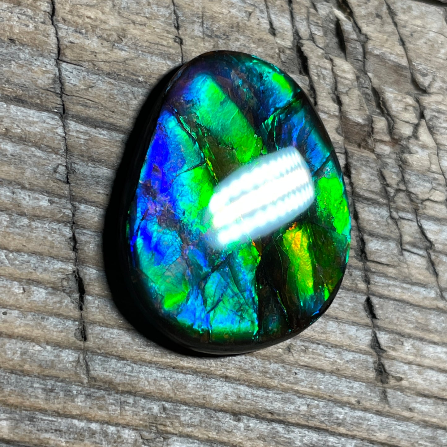 Multicoloured Blue Ammolite Gemstone Cabochon Freeform Canadian Ammonite Fossil