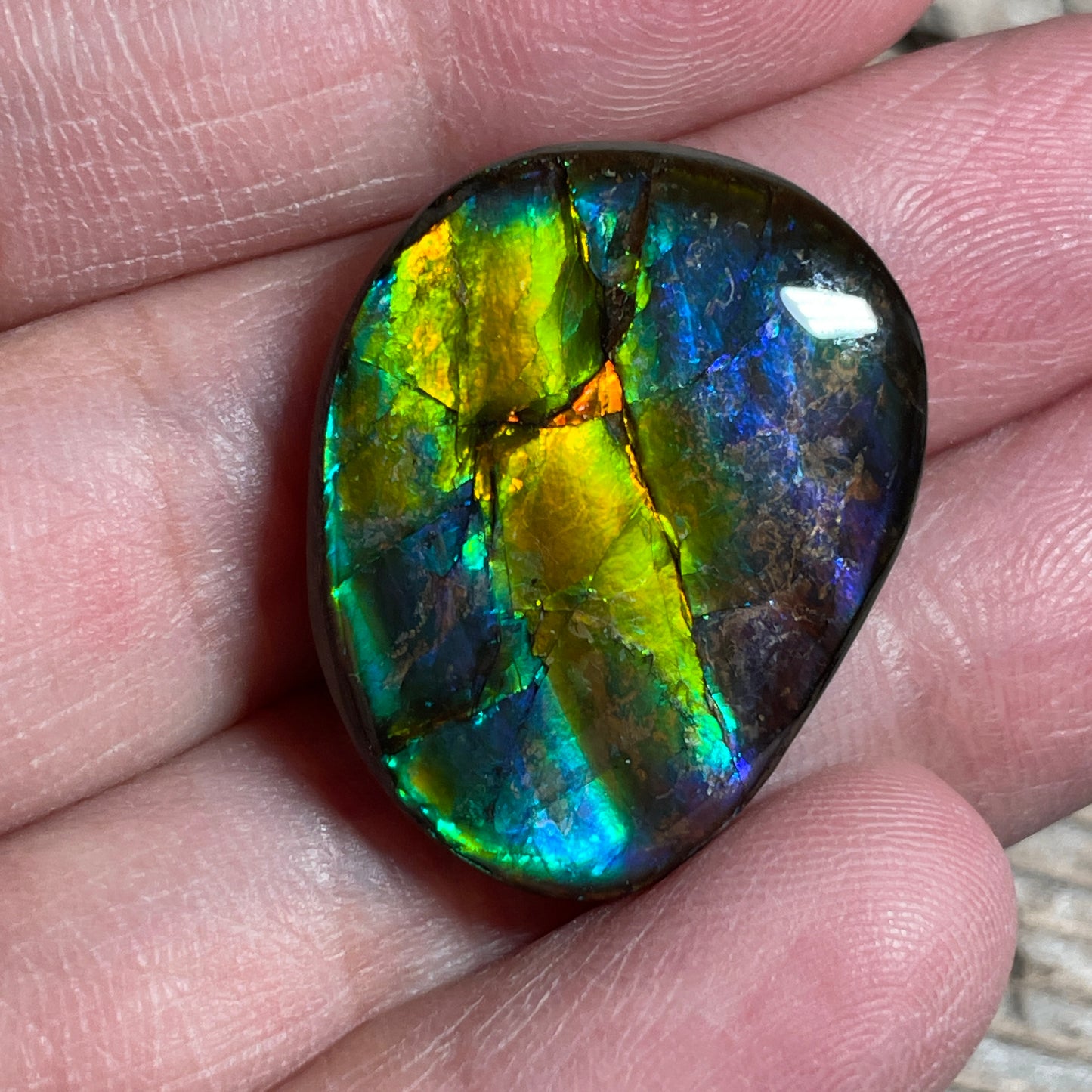 Multicoloured Blue Ammolite Gemstone Cabochon Freeform Canadian Ammonite Fossil