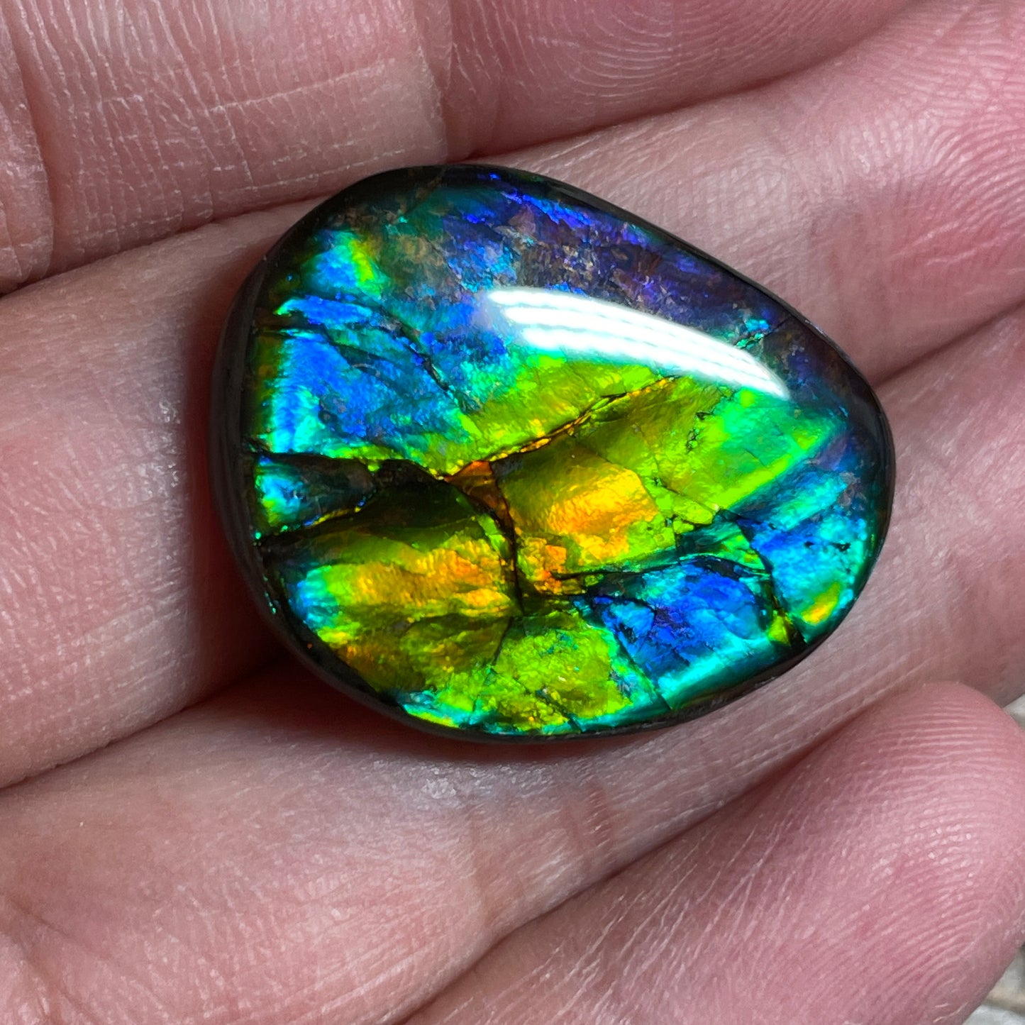 Multicoloured Blue Ammolite Gemstone Cabochon Freeform Canadian Ammonite Fossil