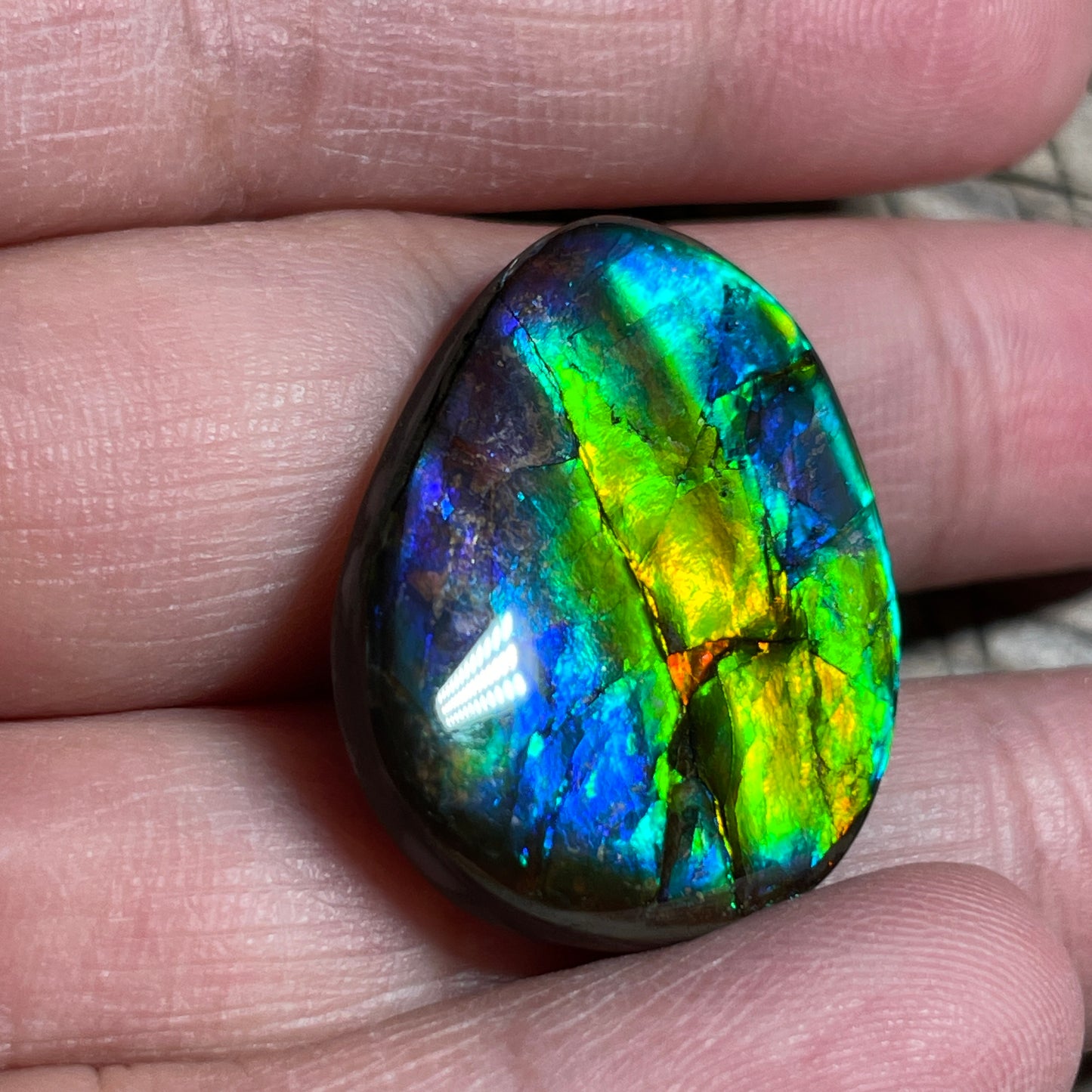 Multicoloured Blue Ammolite Gemstone Cabochon Freeform Canadian Ammonite Fossil