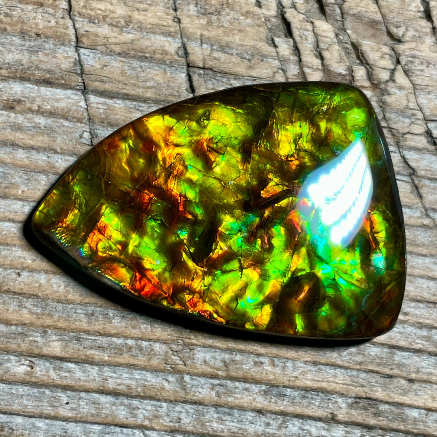 Green Gold Ammolite Cabochon, Genuine Canadian Ammonite Fossil Jewelry