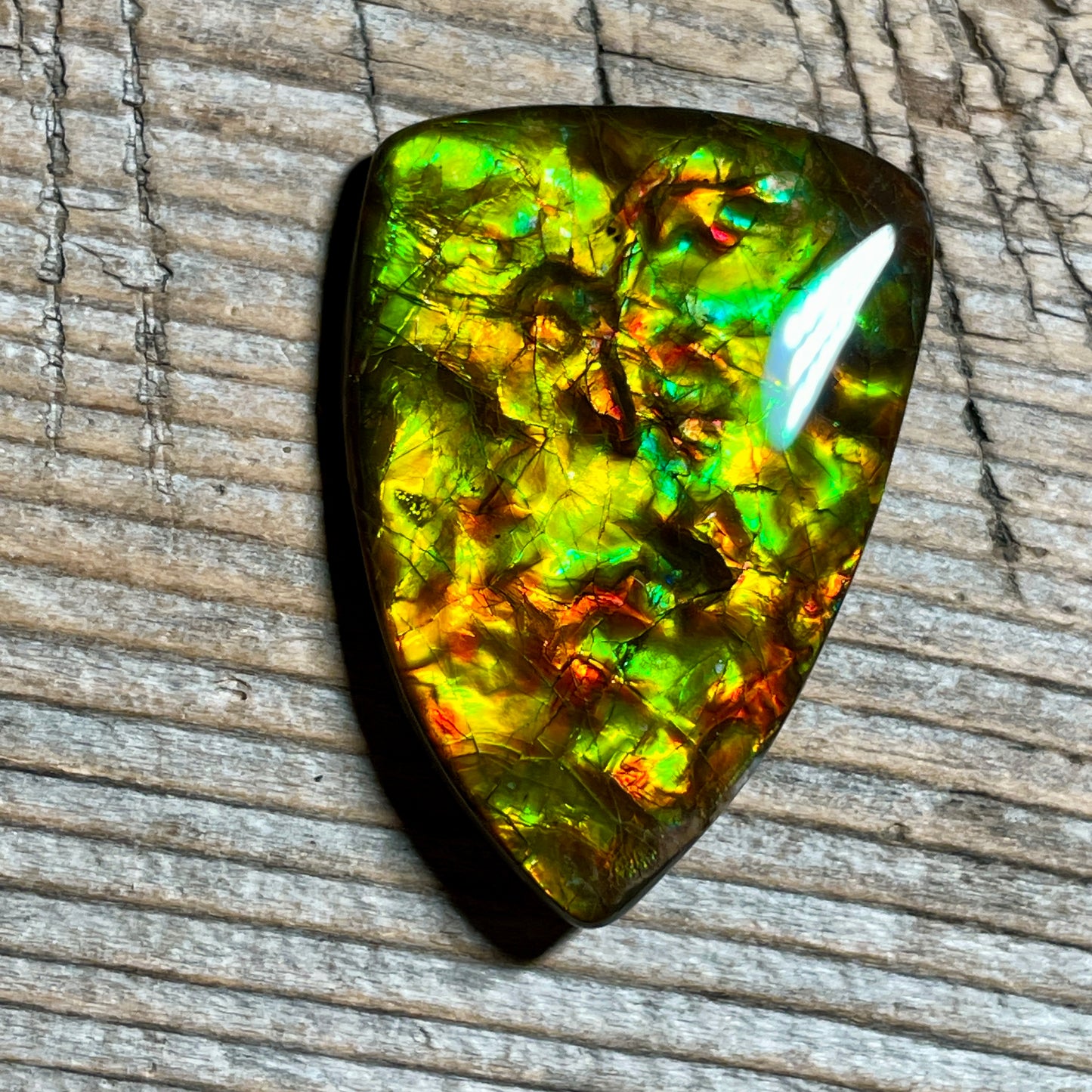 Green Gold Ammolite Cabochon, Genuine Canadian Ammonite Fossil Jewelry