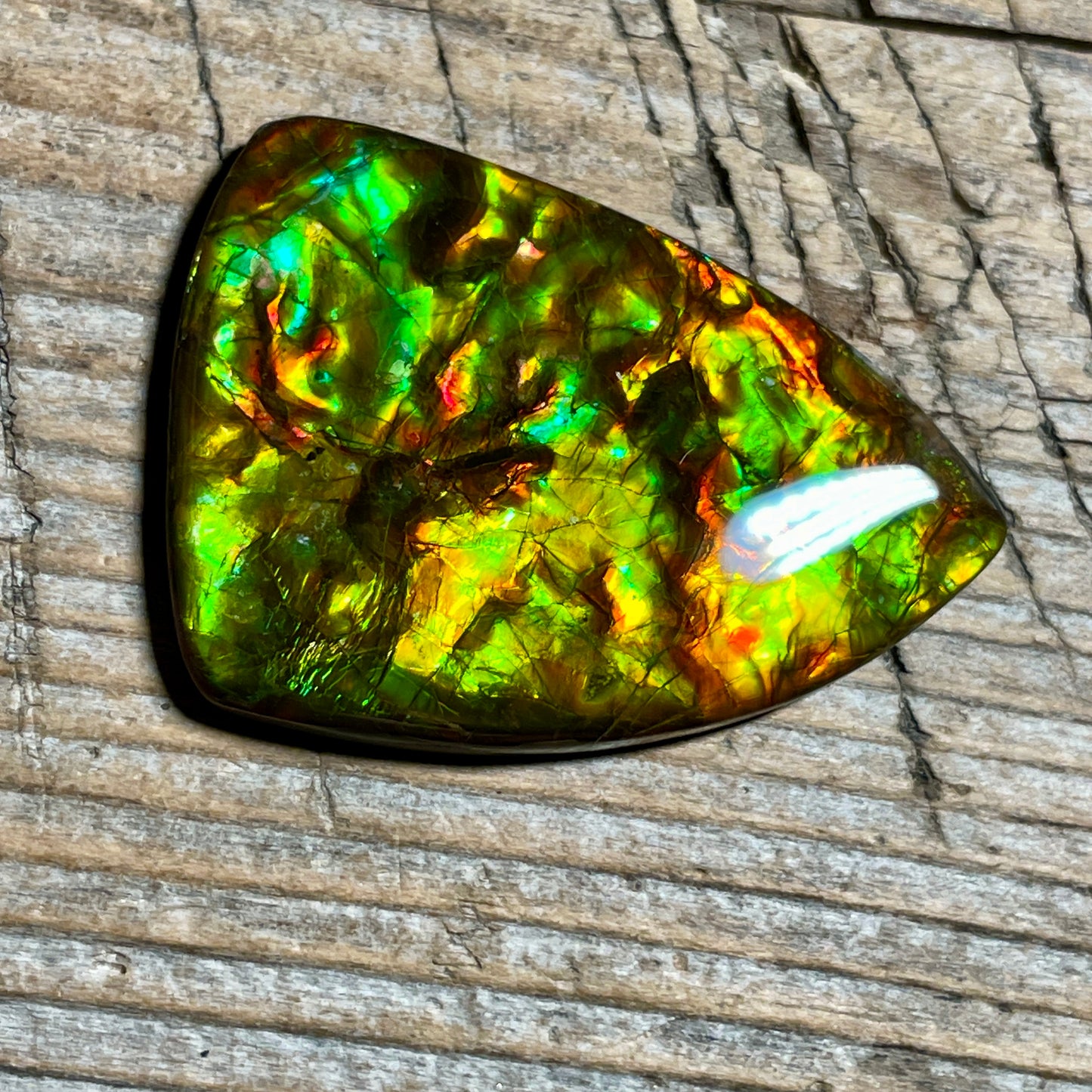 Green Gold Ammolite Cabochon, Genuine Canadian Ammonite Fossil Jewelry