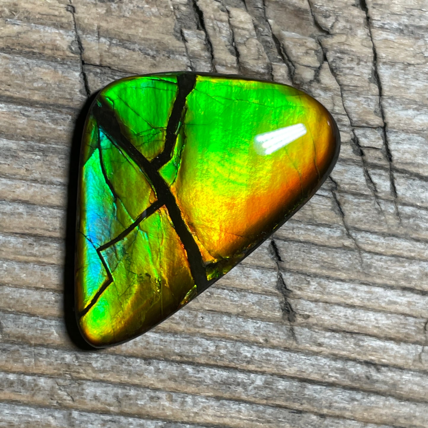 Ultra Bright Ammolite Cabochon, Genuine Canadian Ammonite Fossil Jewelry