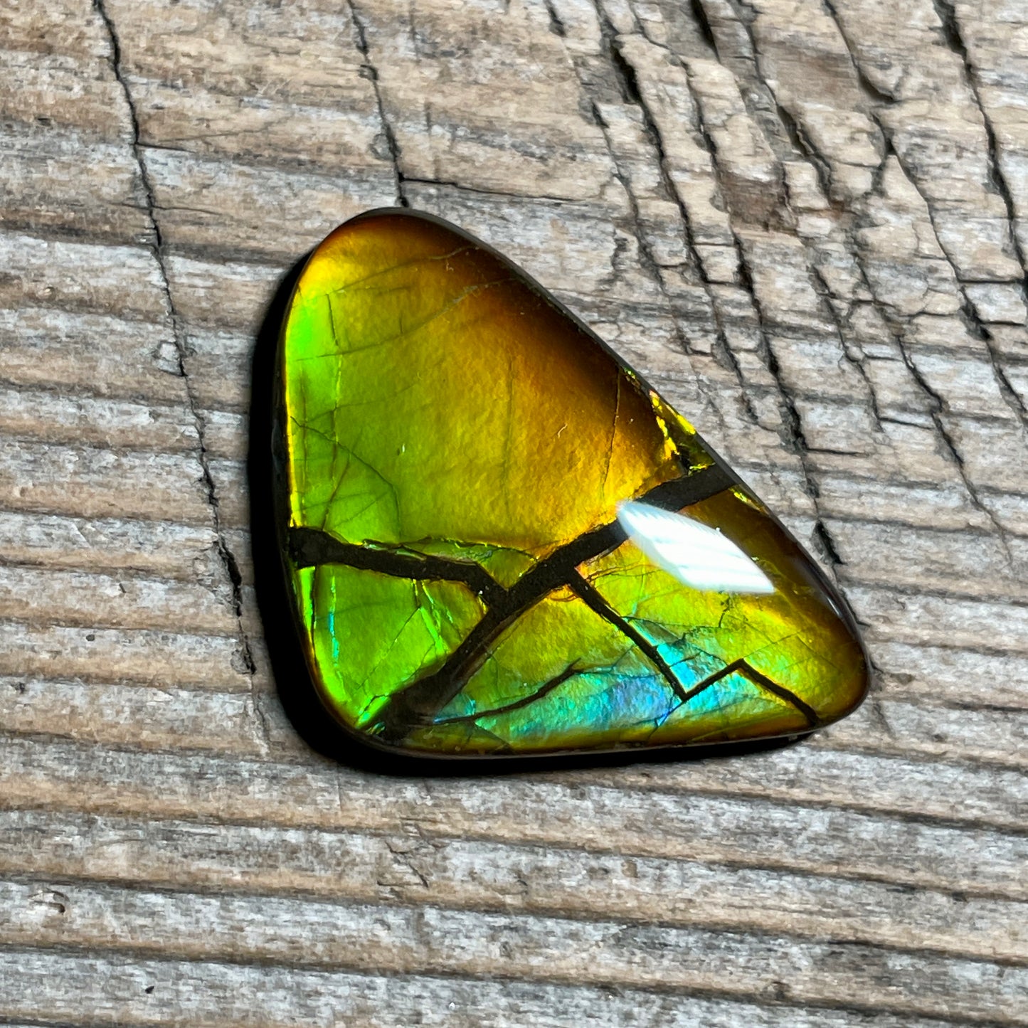 Ultra Bright Ammolite Cabochon, Genuine Canadian Ammonite Fossil Jewelry