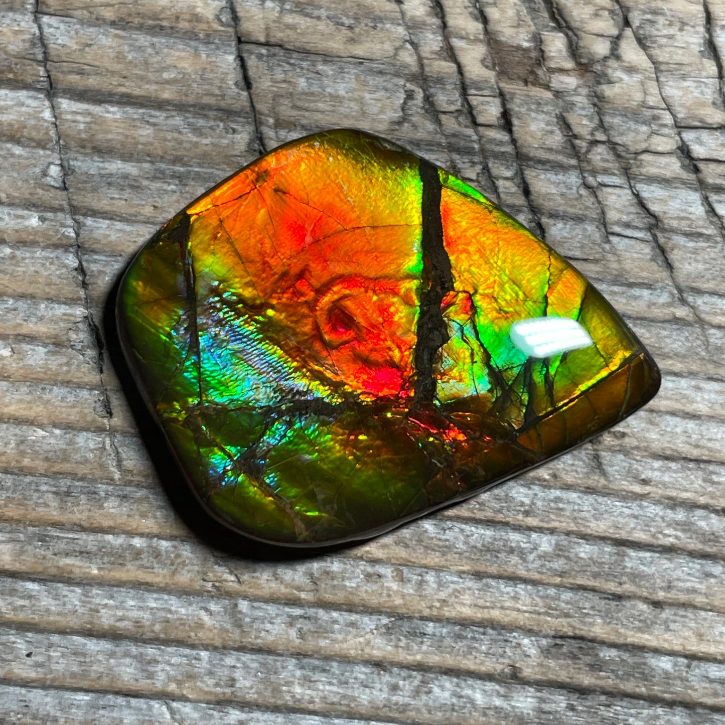 Ammolite Cabochon With Unique Pattern, Multicoloured, Genuine Alberta Ammonite Fossil