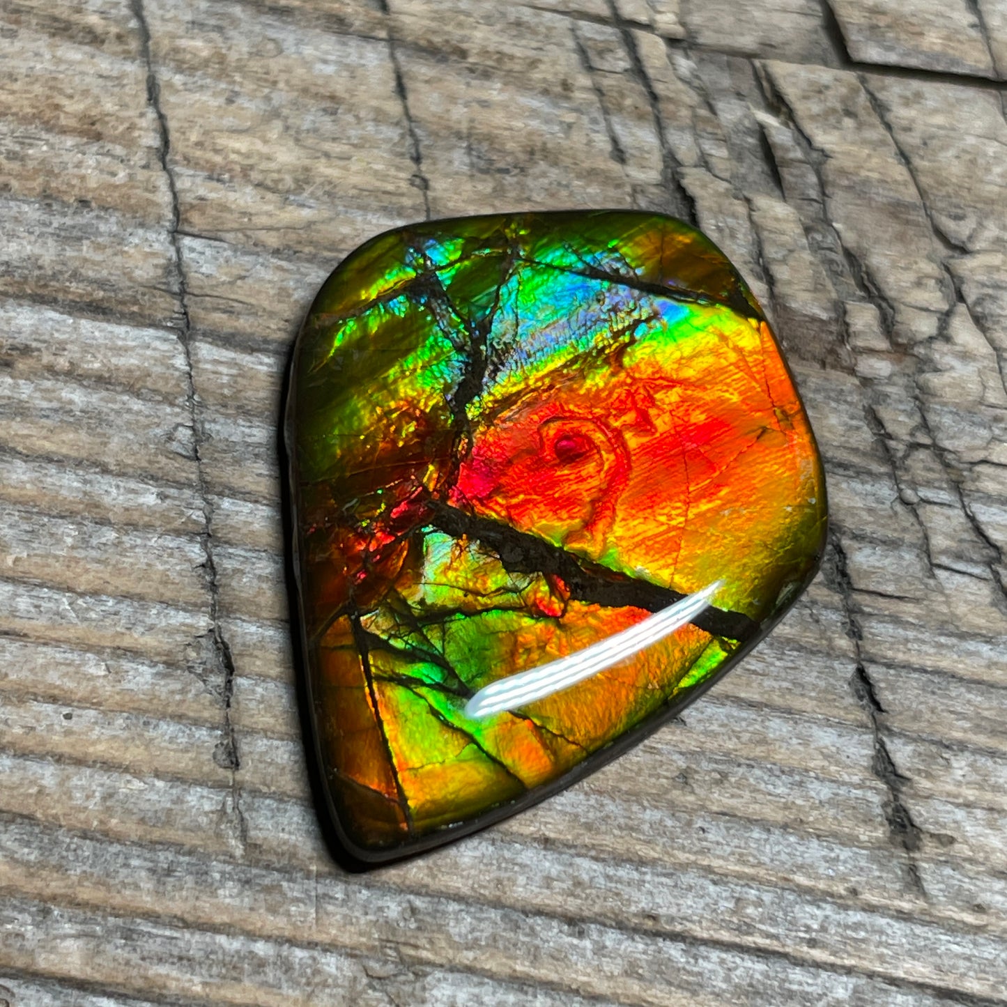 Ammolite Cabochon With Unique Pattern, Multicoloured, Genuine Alberta Ammonite Fossil