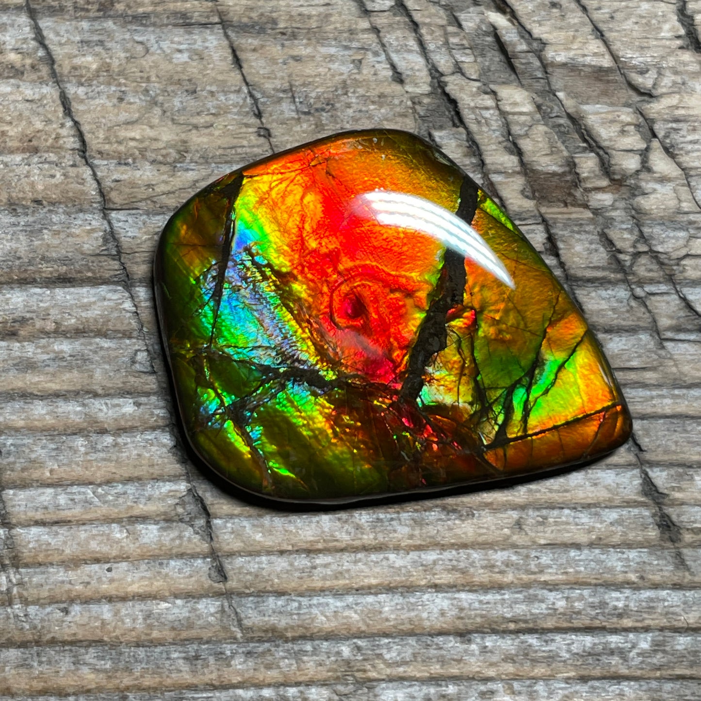 Ammolite Cabochon With Unique Pattern, Multicoloured, Genuine Alberta Ammonite Fossil