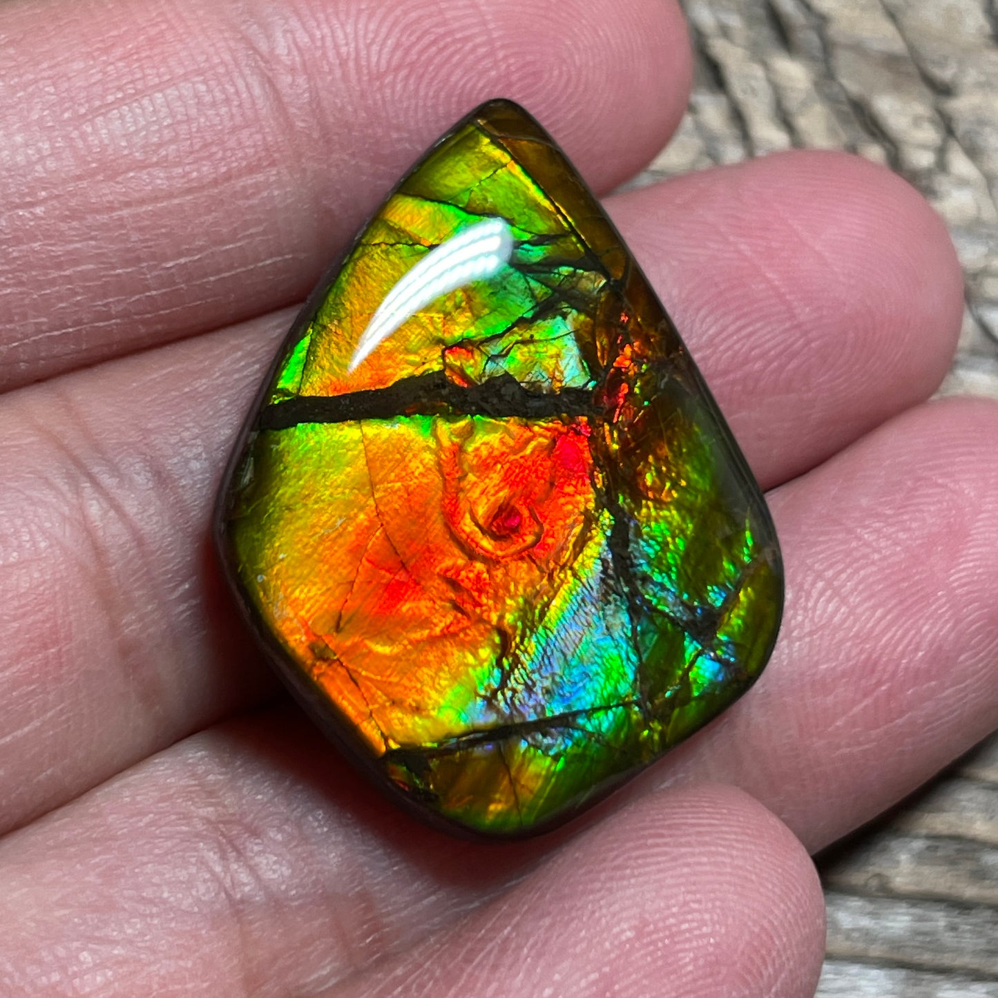 Ammolite Cabochon With Unique Pattern, Multicoloured, Genuine Alberta Ammonite Fossil