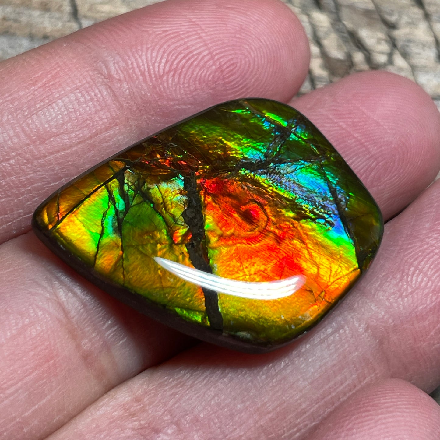 Ammolite Cabochon With Unique Pattern, Multicoloured, Genuine Alberta Ammonite Fossil