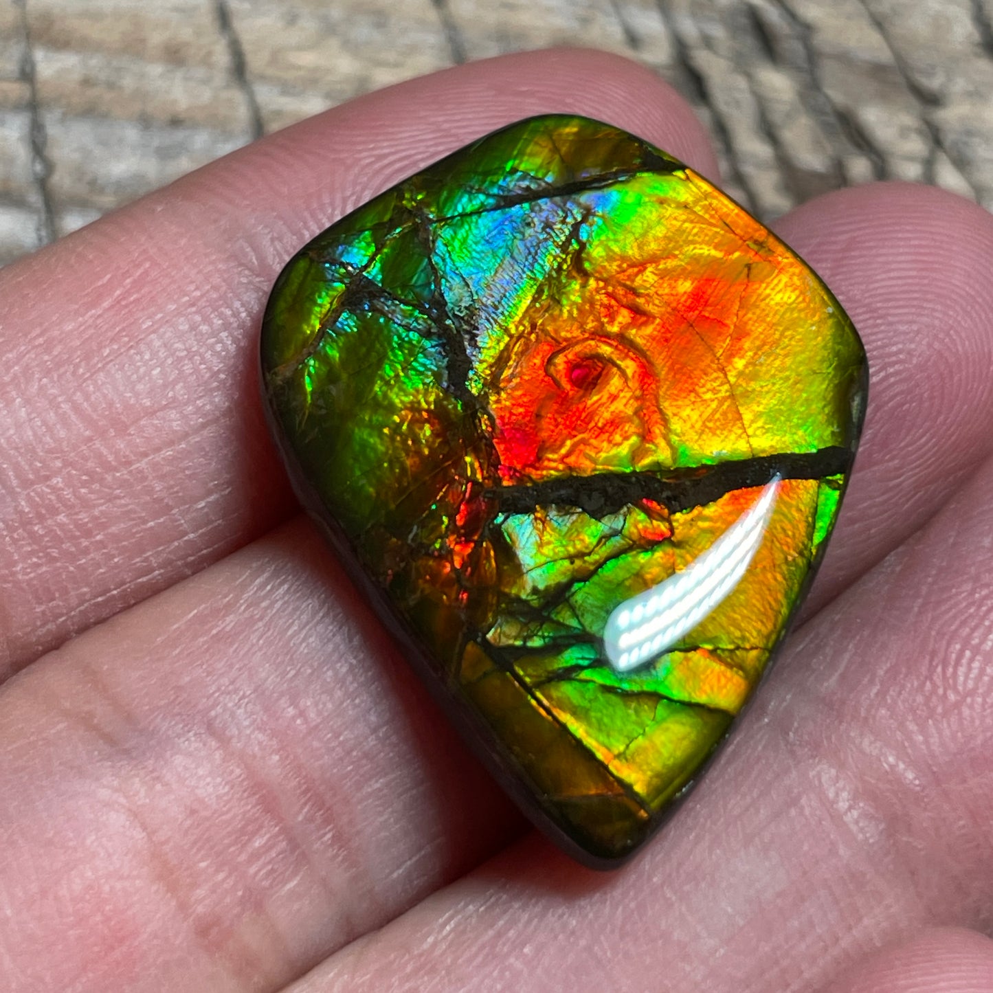 Ammolite Cabochon With Unique Pattern, Multicoloured, Genuine Alberta Ammonite Fossil