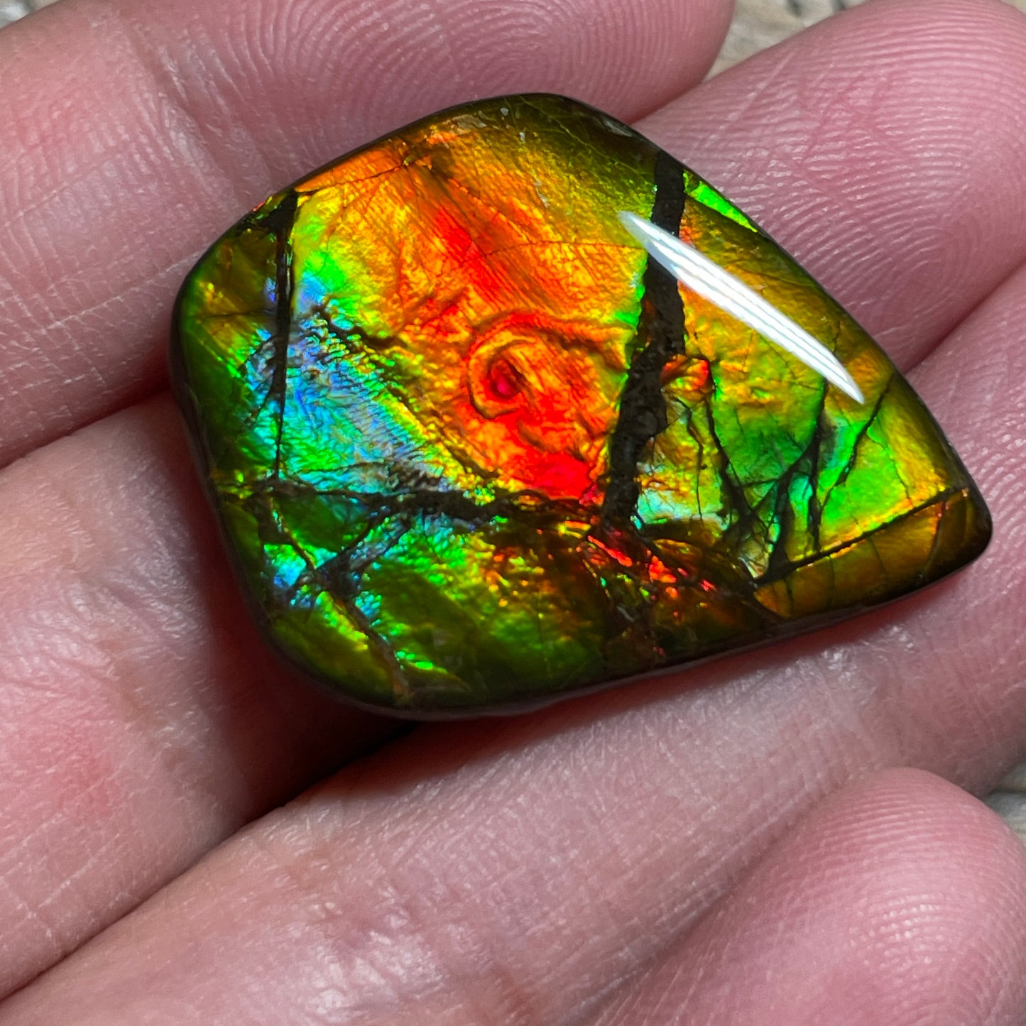 Ammolite Cabochon With Unique Pattern, Multicoloured, Genuine Alberta Ammonite Fossil