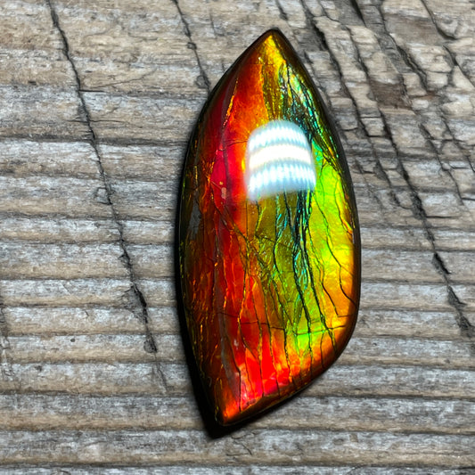 Red Green Gold Ammolite Cabochon, Genuine Canadian Ammonite Fossil Jewelry