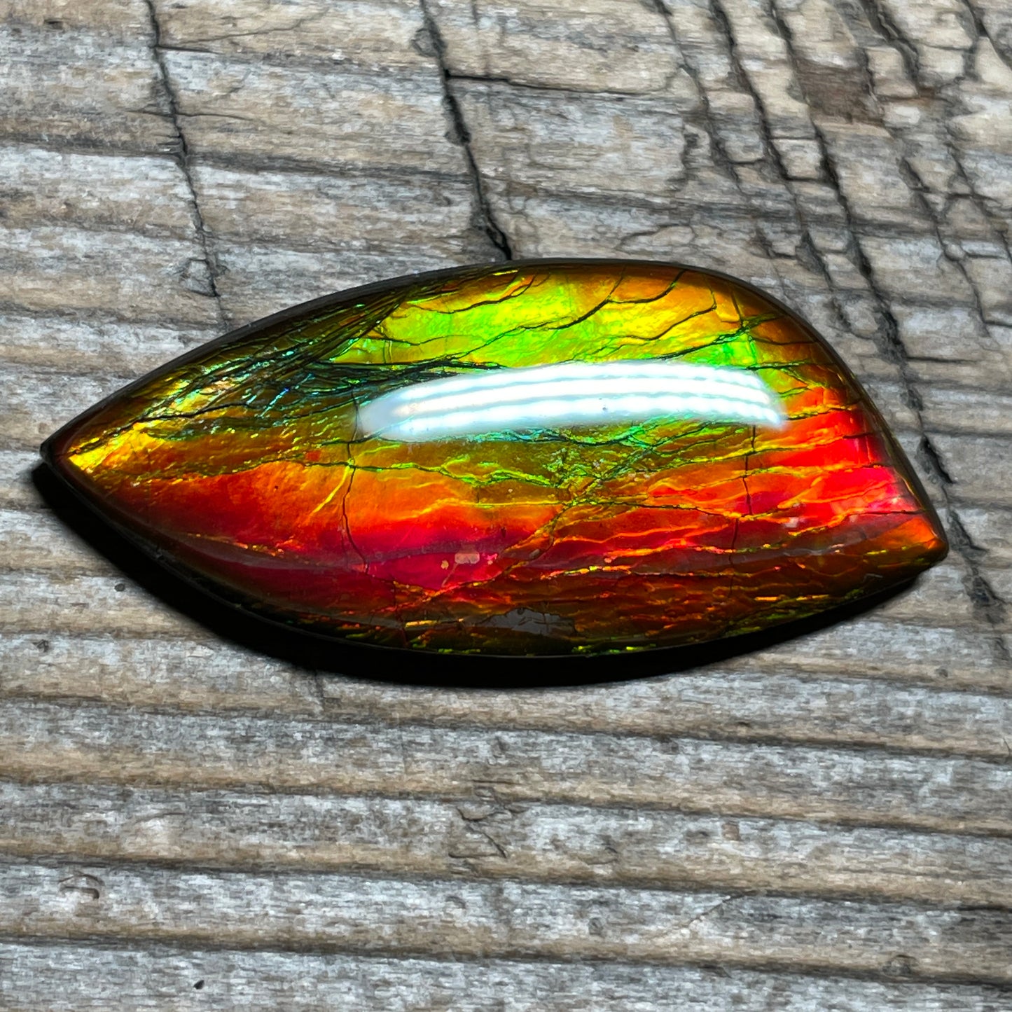 Red Green Gold Ammolite Cabochon, Genuine Canadian Ammonite Fossil Jewelry