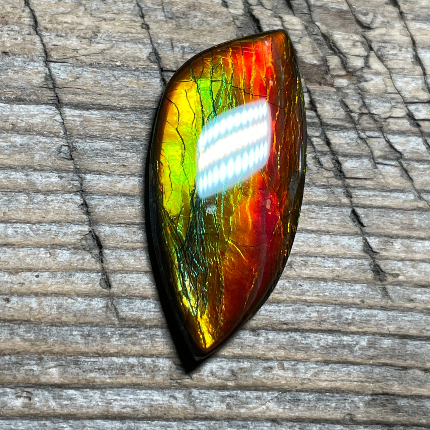 Red Green Gold Ammolite Cabochon, Genuine Canadian Ammonite Fossil Jewelry