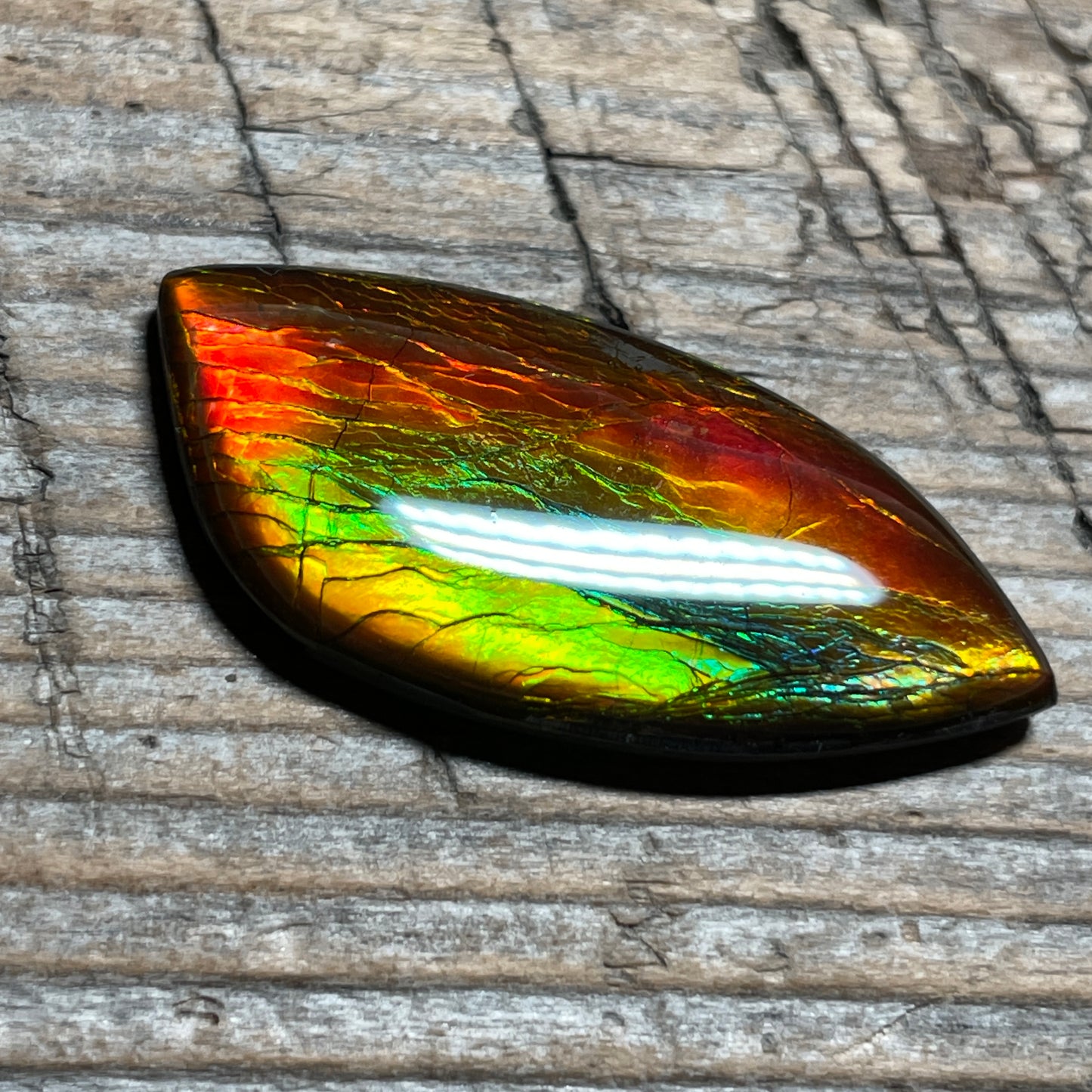 Red Green Gold Ammolite Cabochon, Genuine Canadian Ammonite Fossil Jewelry