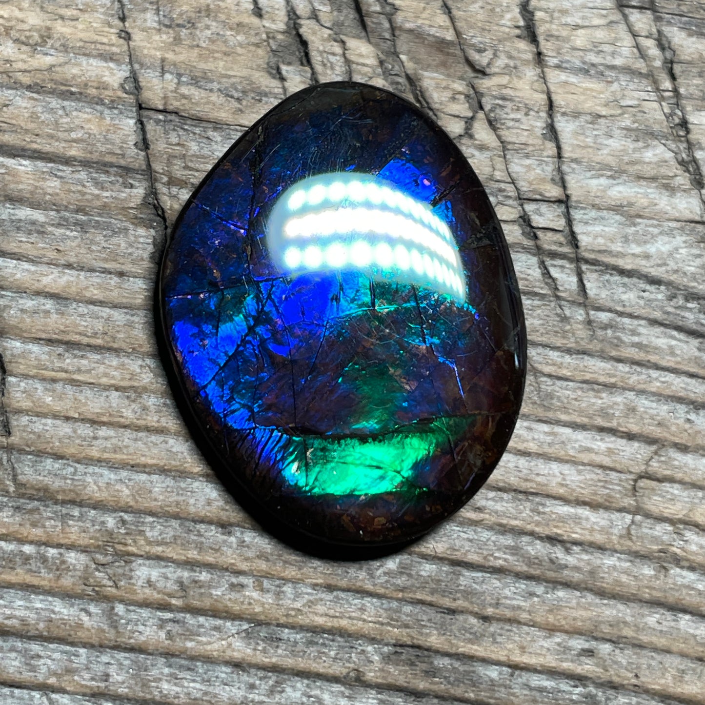 Blue Green Purple Ammolite Gemstone Cabochon Freeform Canadian Ammonite Fossil