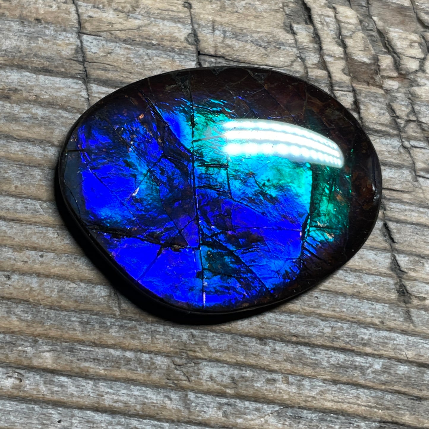 Blue Green Purple Ammolite Gemstone Cabochon Freeform Canadian Ammonite Fossil